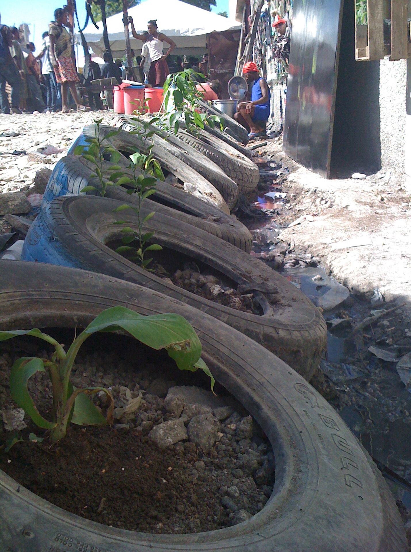   7000 trees for Haiti , 2009. Community action. Dimensions variable. 