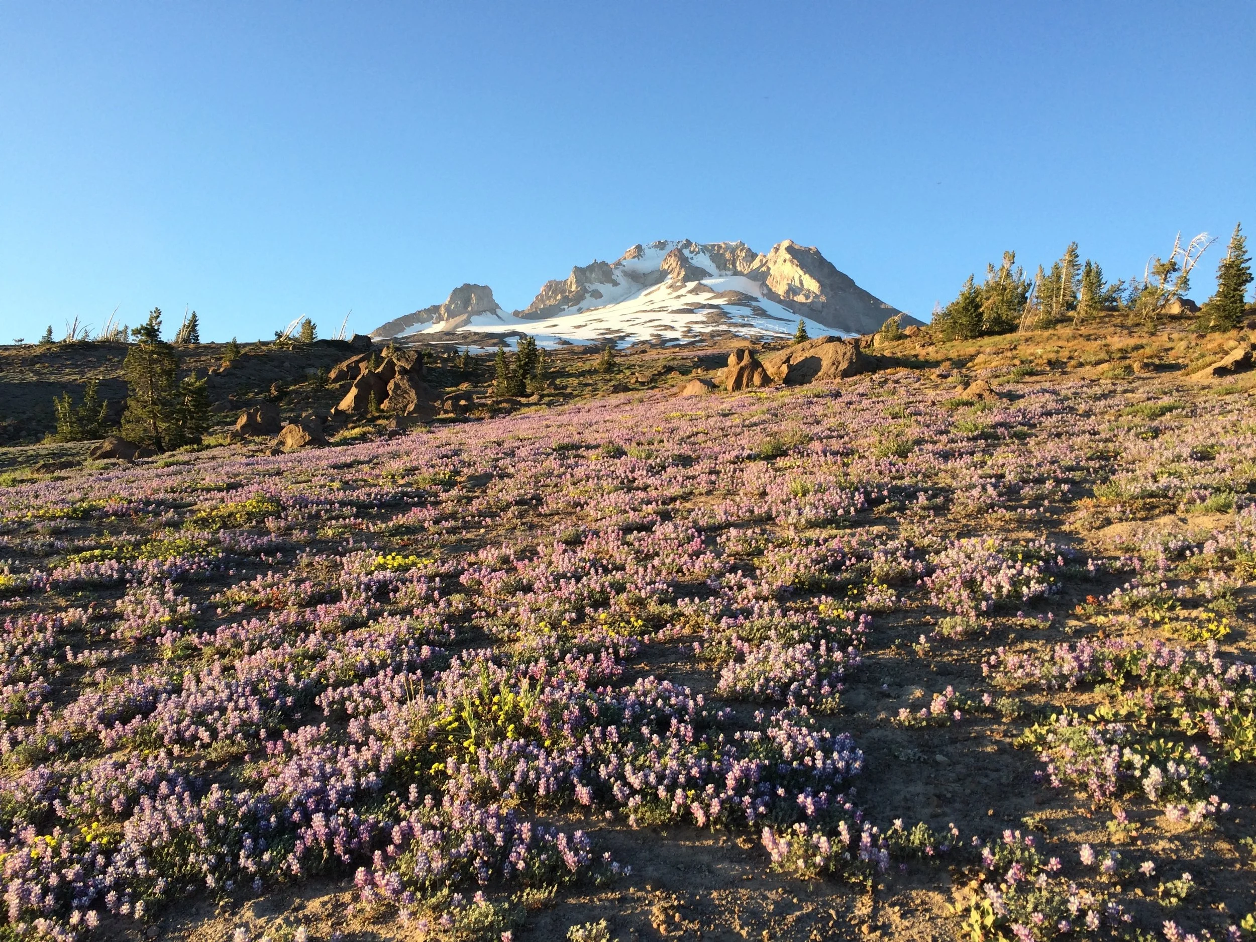  Memories from a Garden