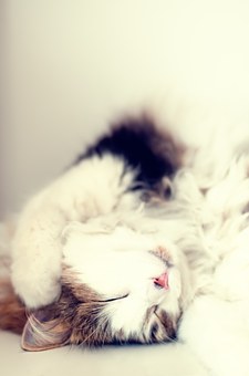 catrest.jpg