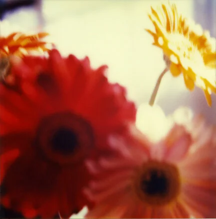 Pola Series_1