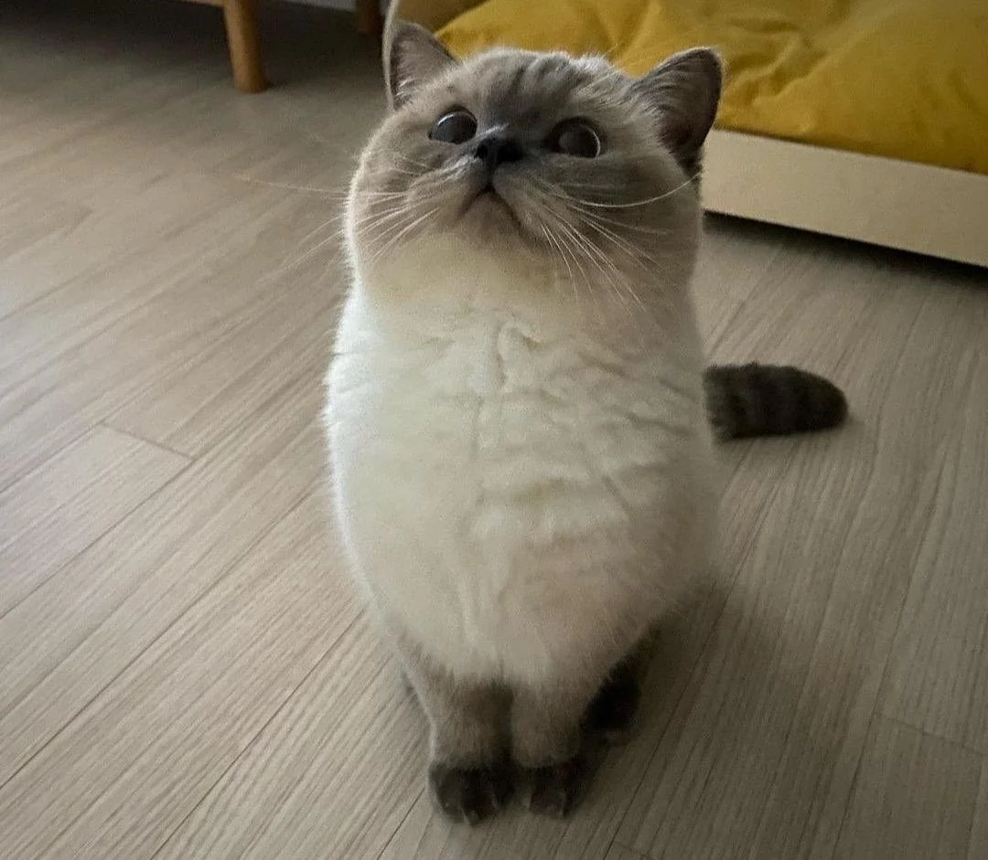 Kitty.jpeg