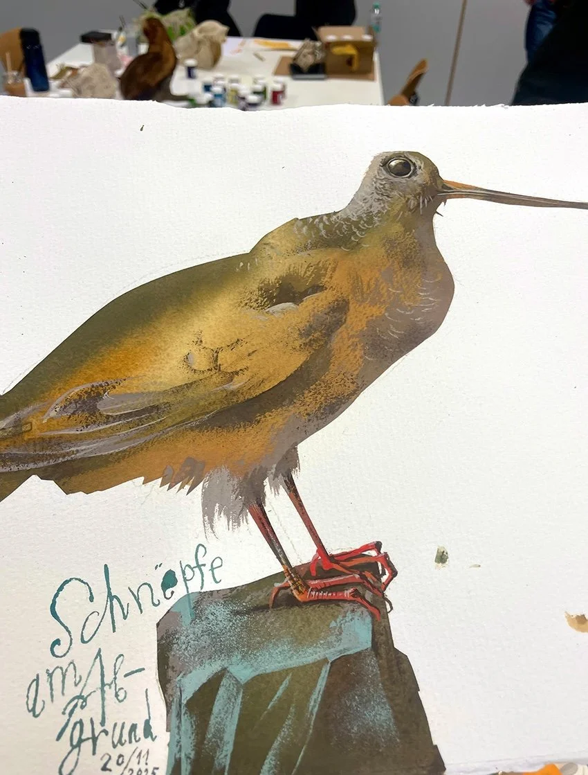 schnepfe_gouache.jpeg