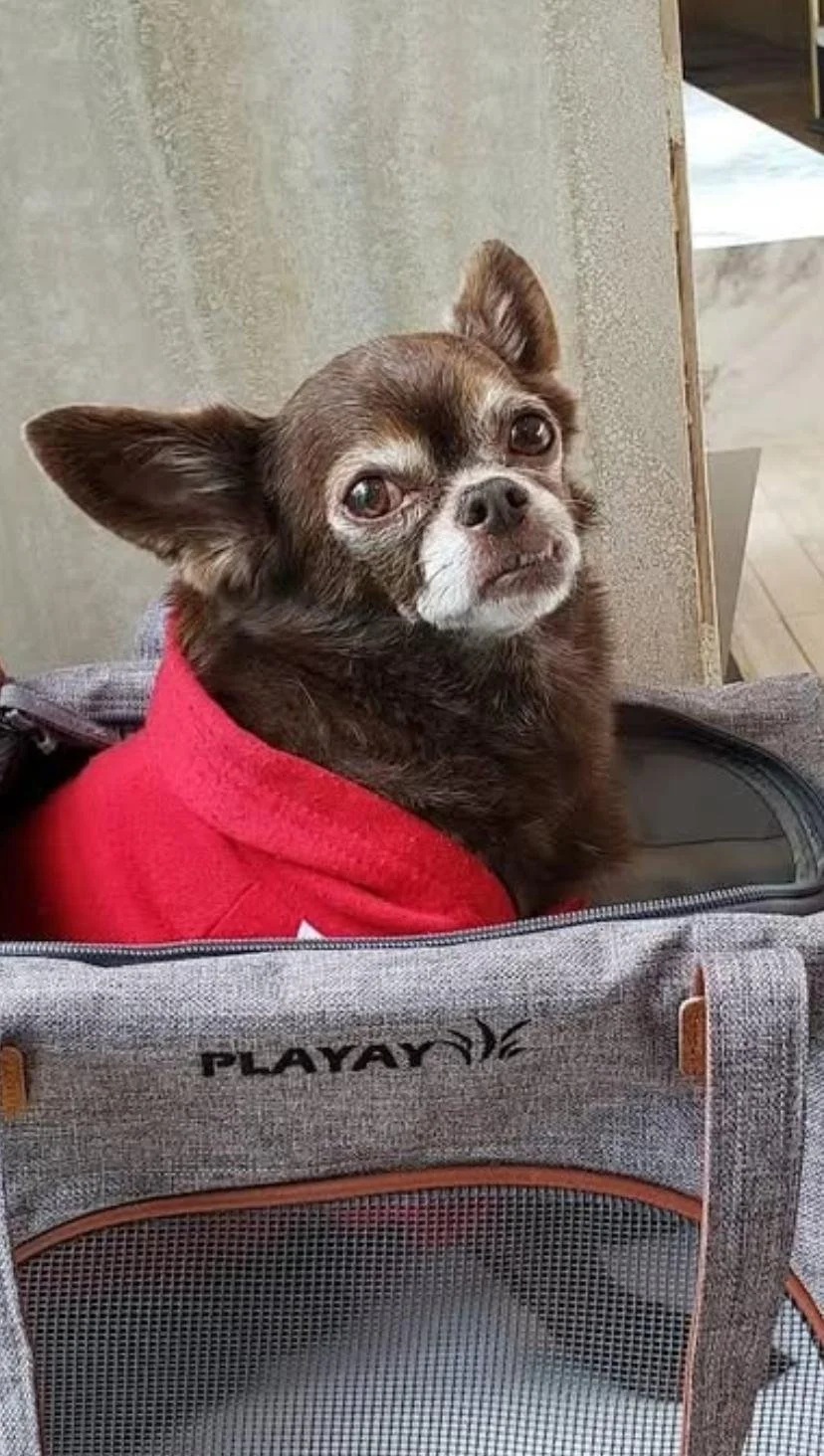Doggie.jpeg