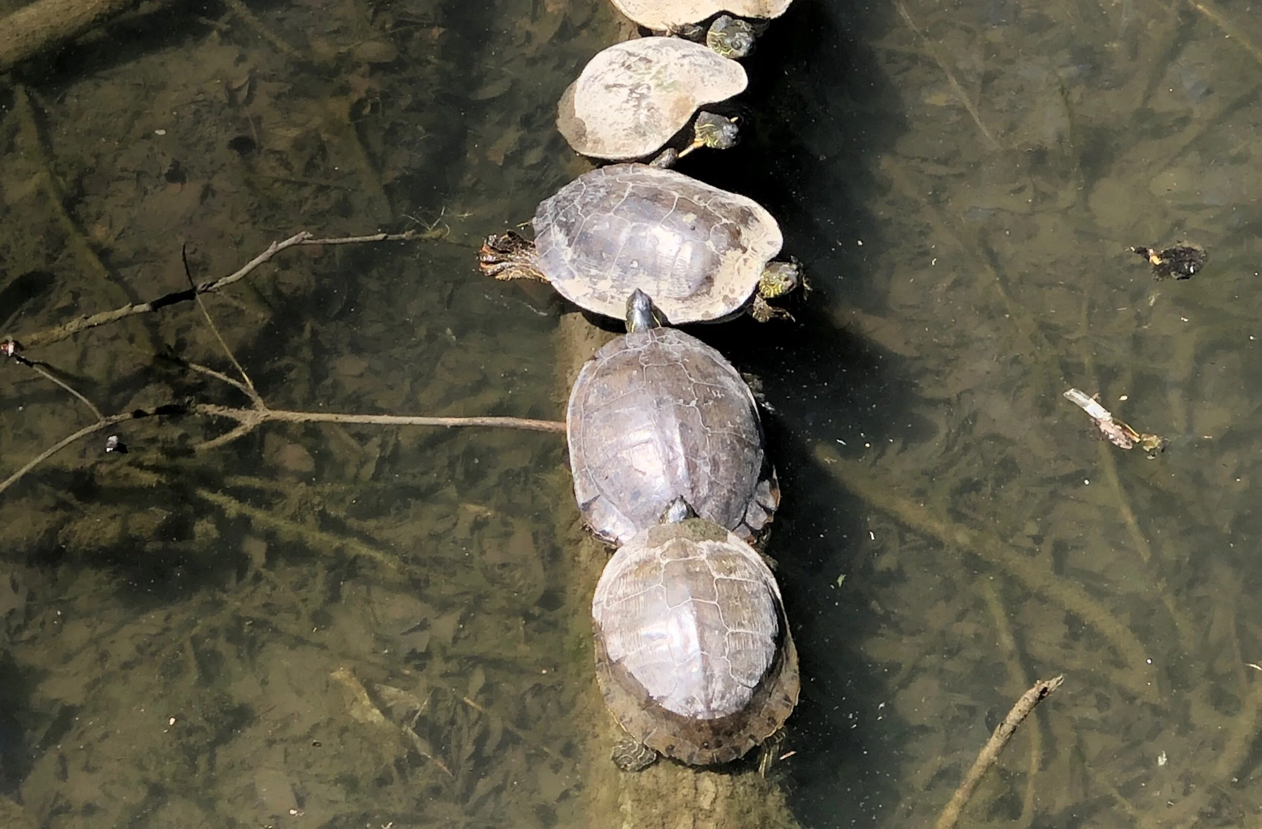 Consummate the Union