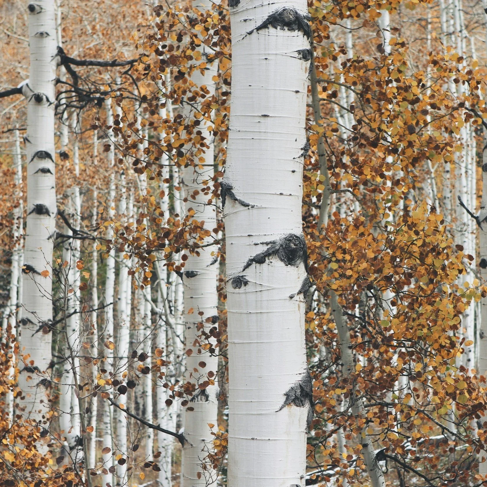 November Wandering // 11.23