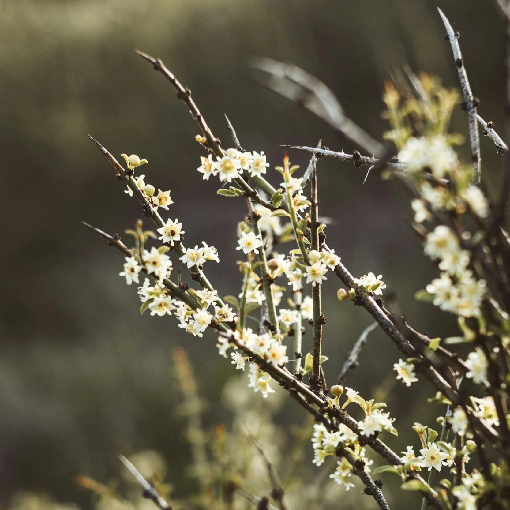 May Wandering // 5.16.26