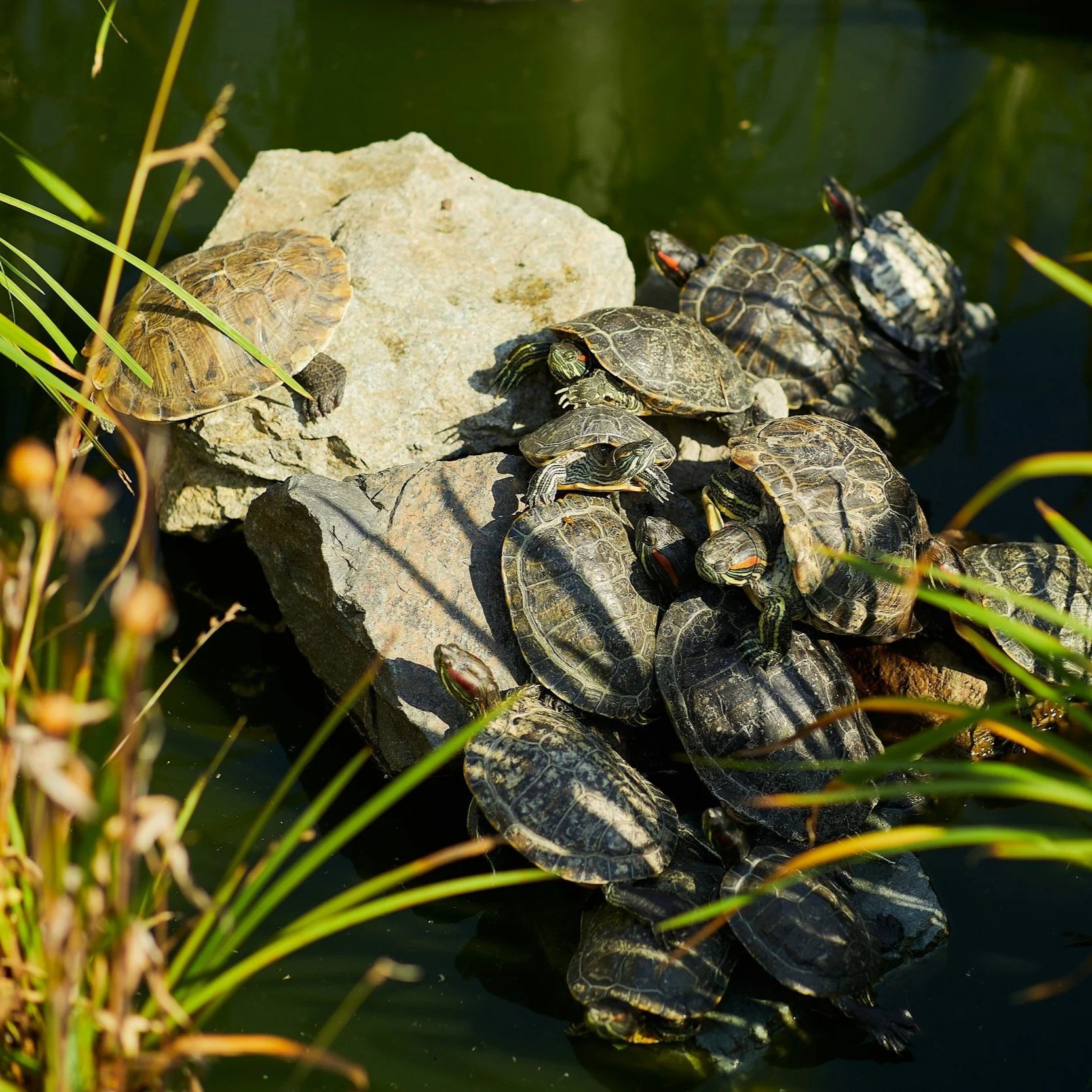 June Wandering // 6.20.26