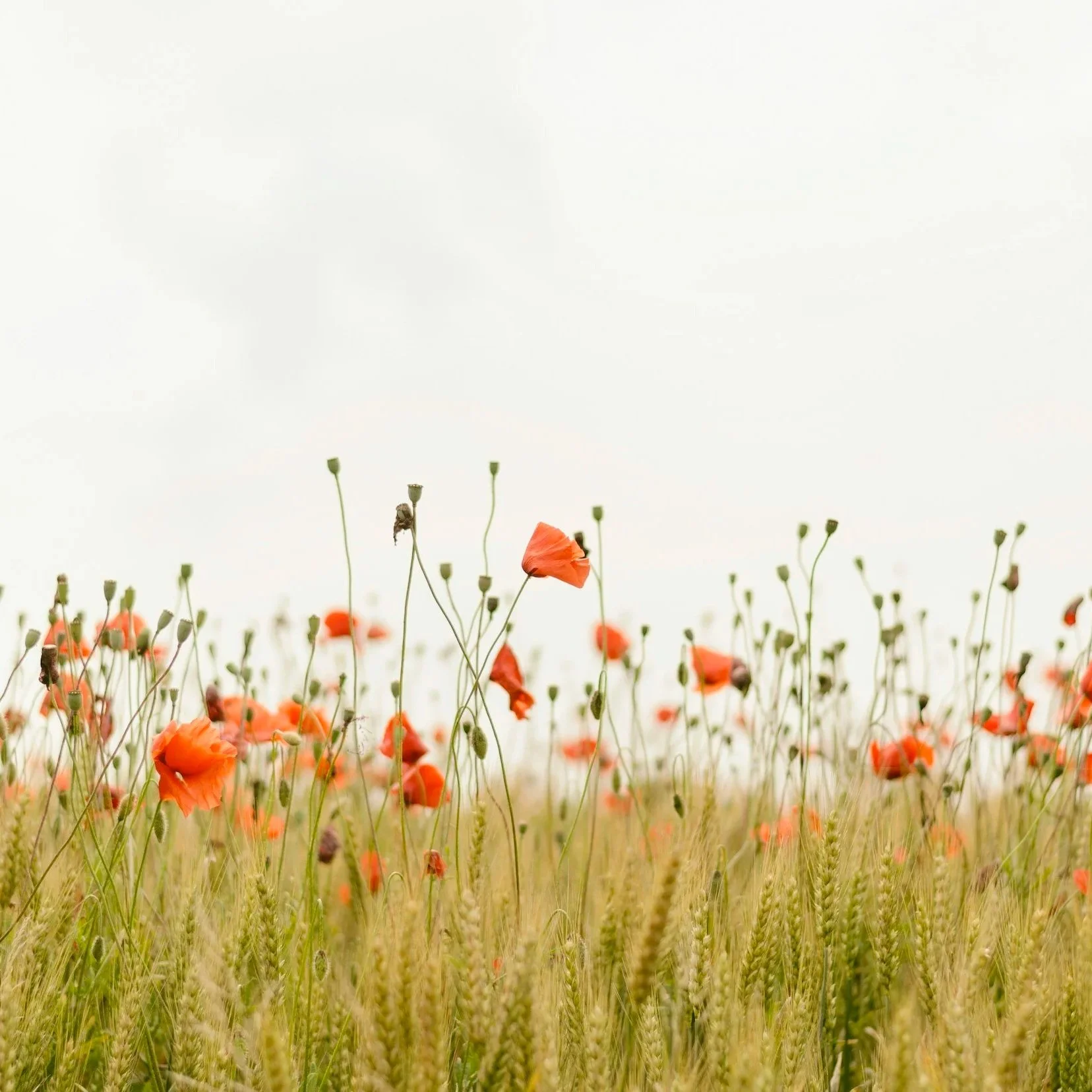 August Wandering // 8.22.26 