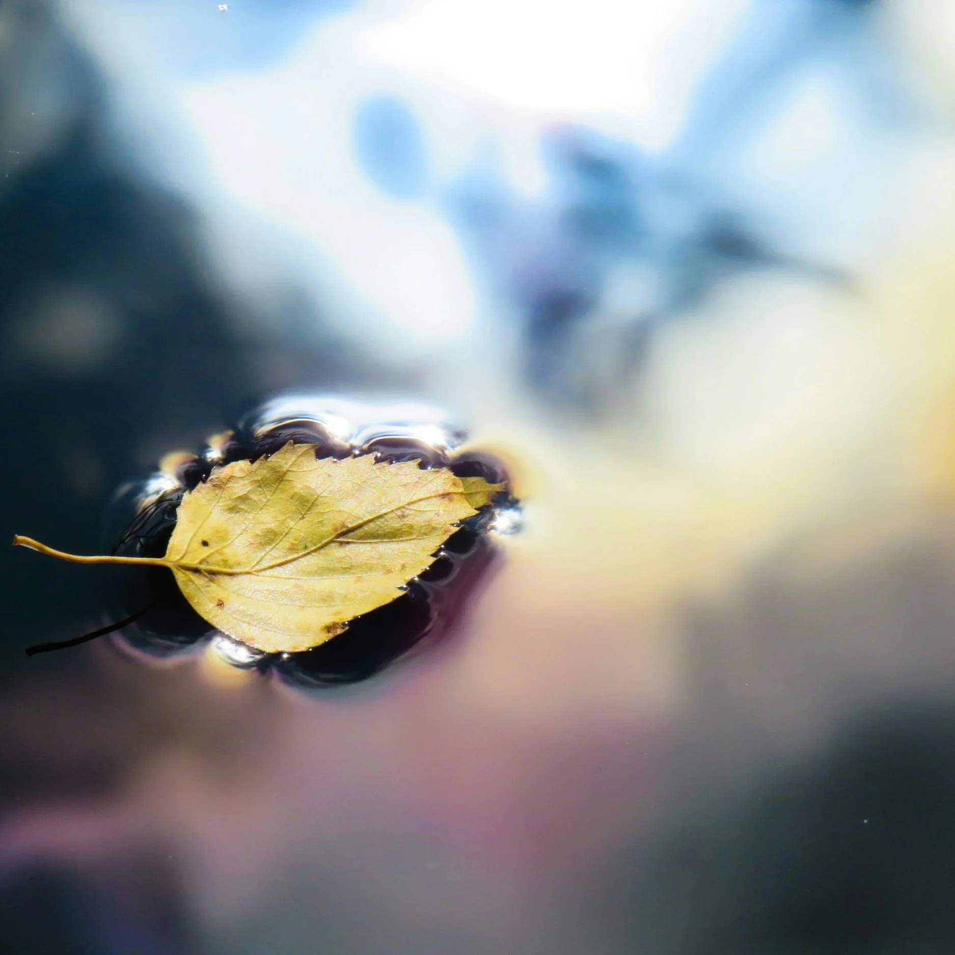 September Wandering // 9.19.26 