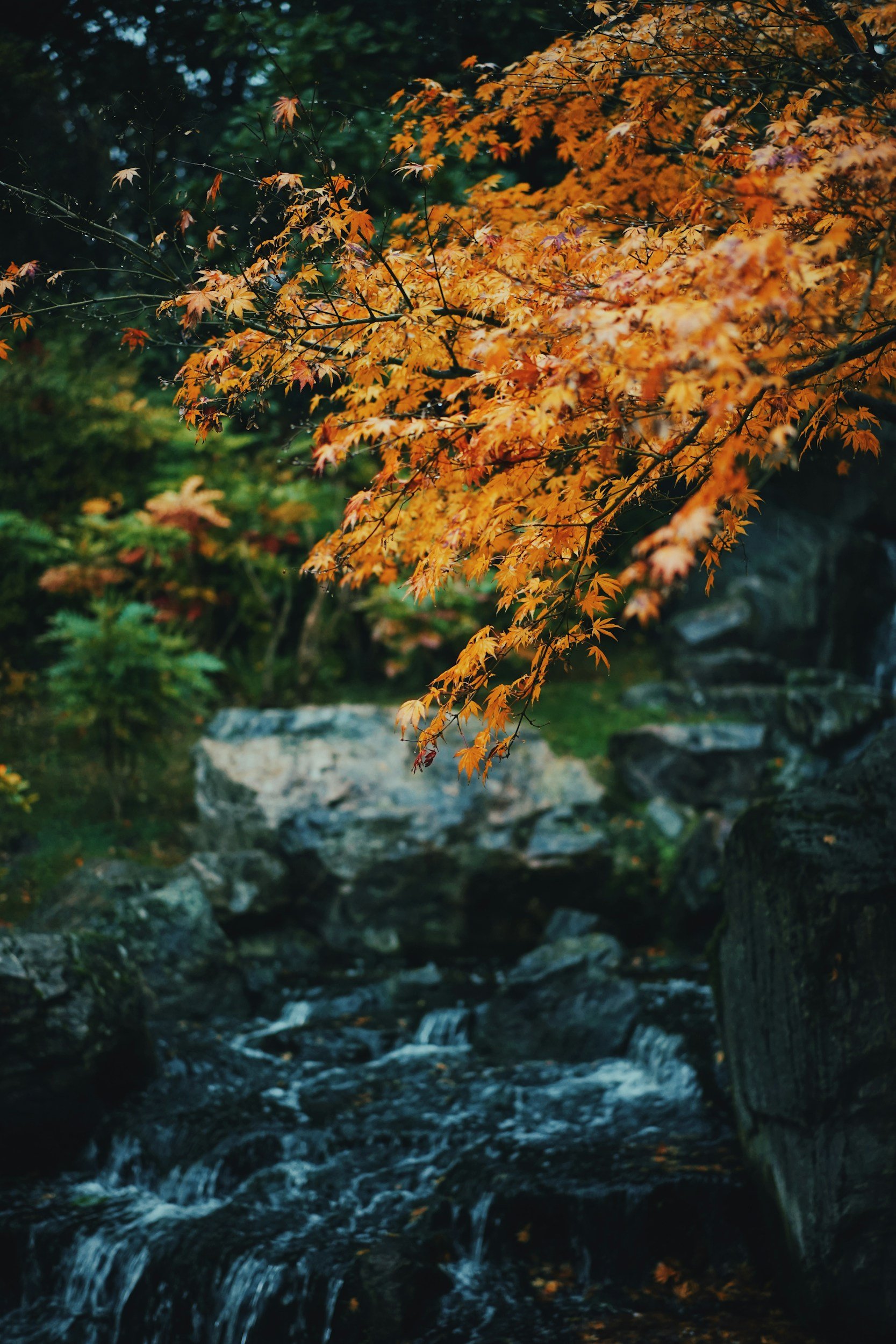 November Wandering // 11.21.26
