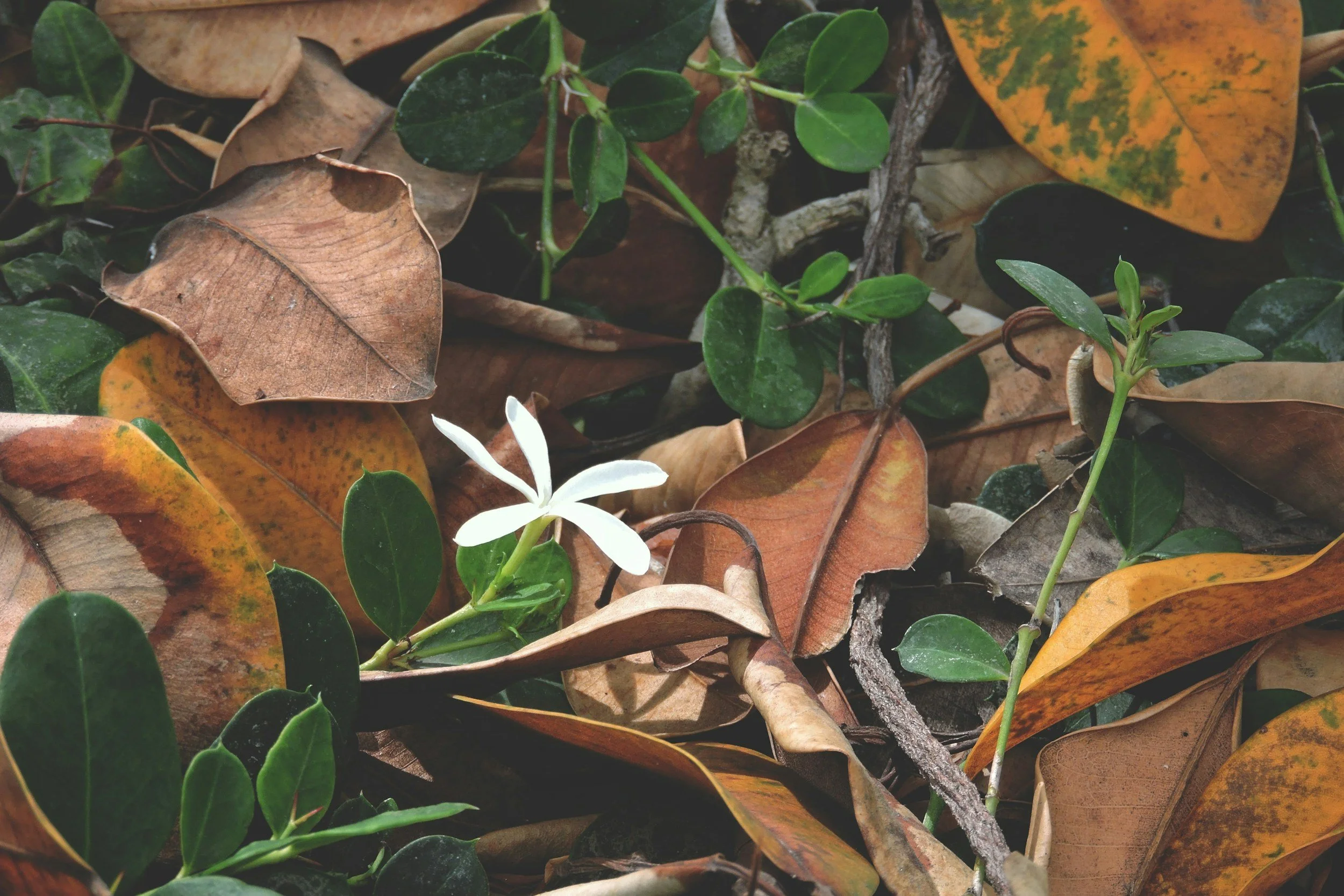 October Wandering // 10.24.26 