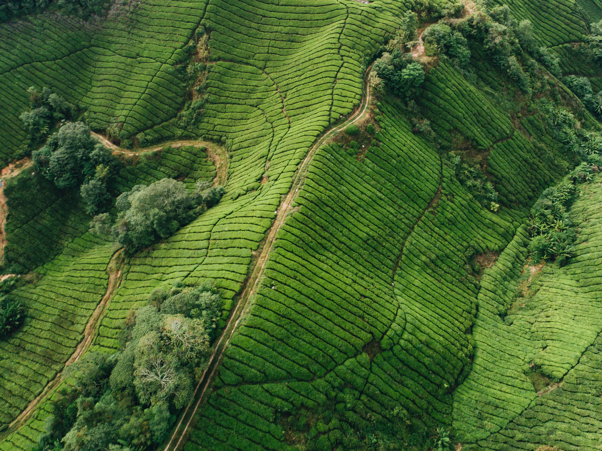 Boh Tea Plantation, Malaysia