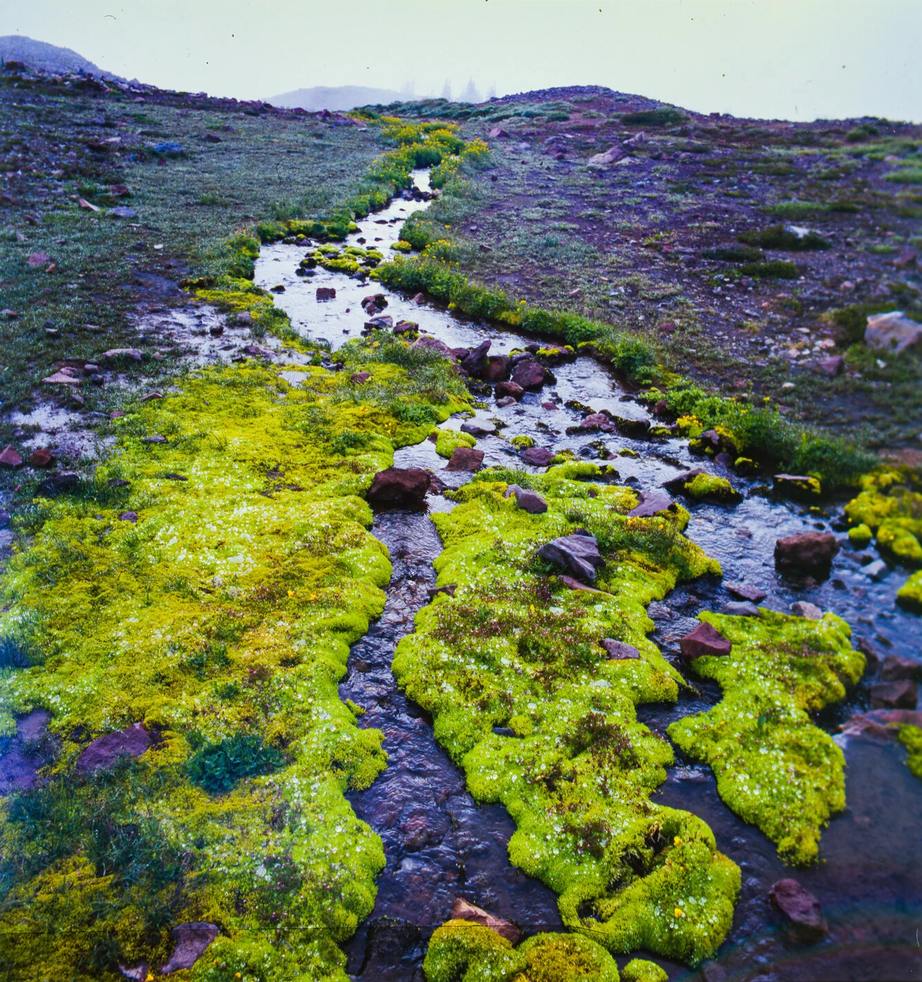 Flora_.jpg