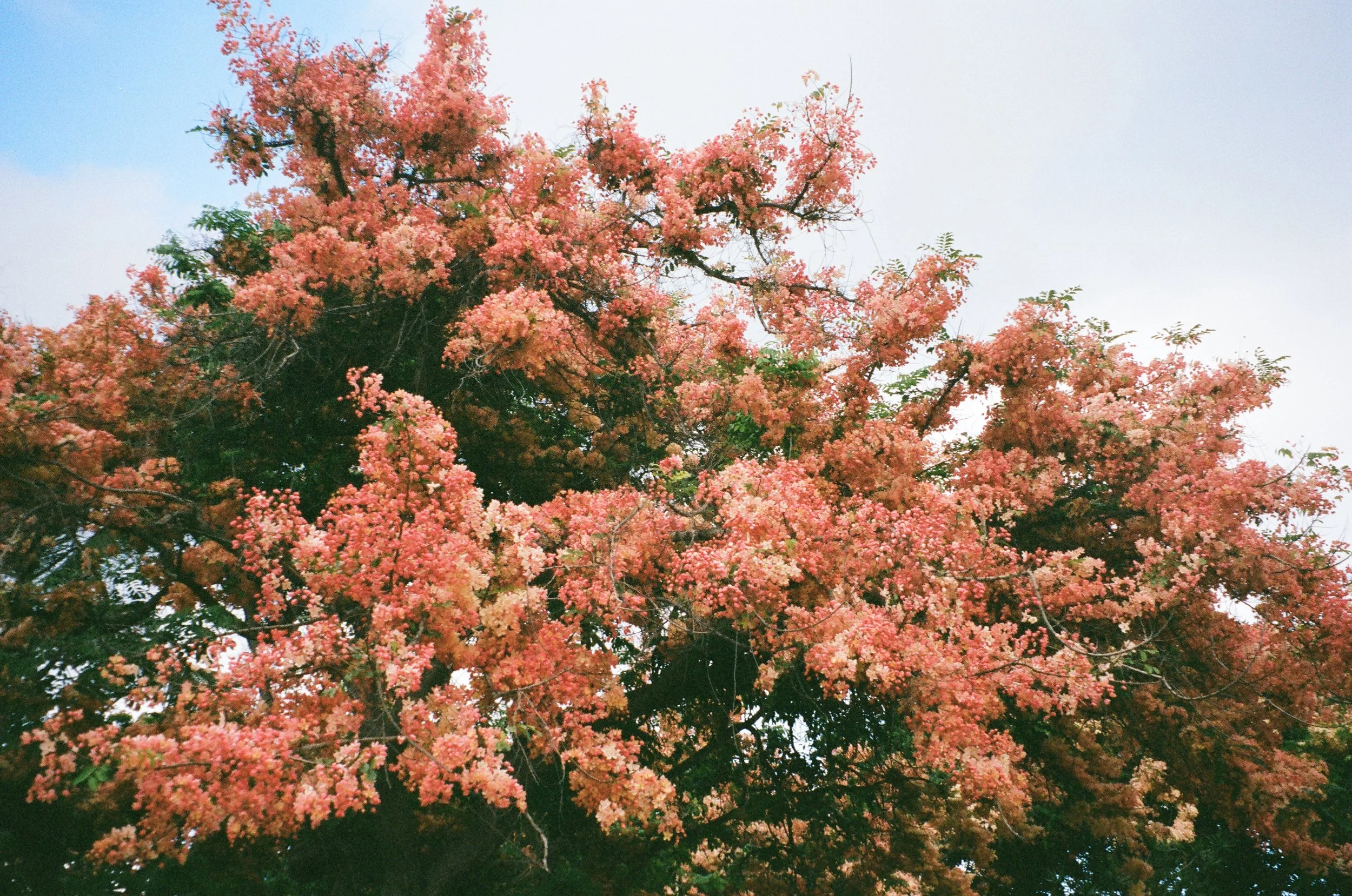 15390027 copy.JPG