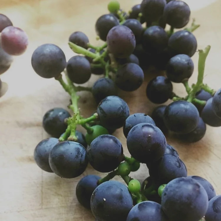 My Canadian grandparents all lived in the Niagara-region of Southern Ontario—famous for its vineyards. My Korean grandparents were grape farmers in the small town of Gimcheon a few hours from Seoul.