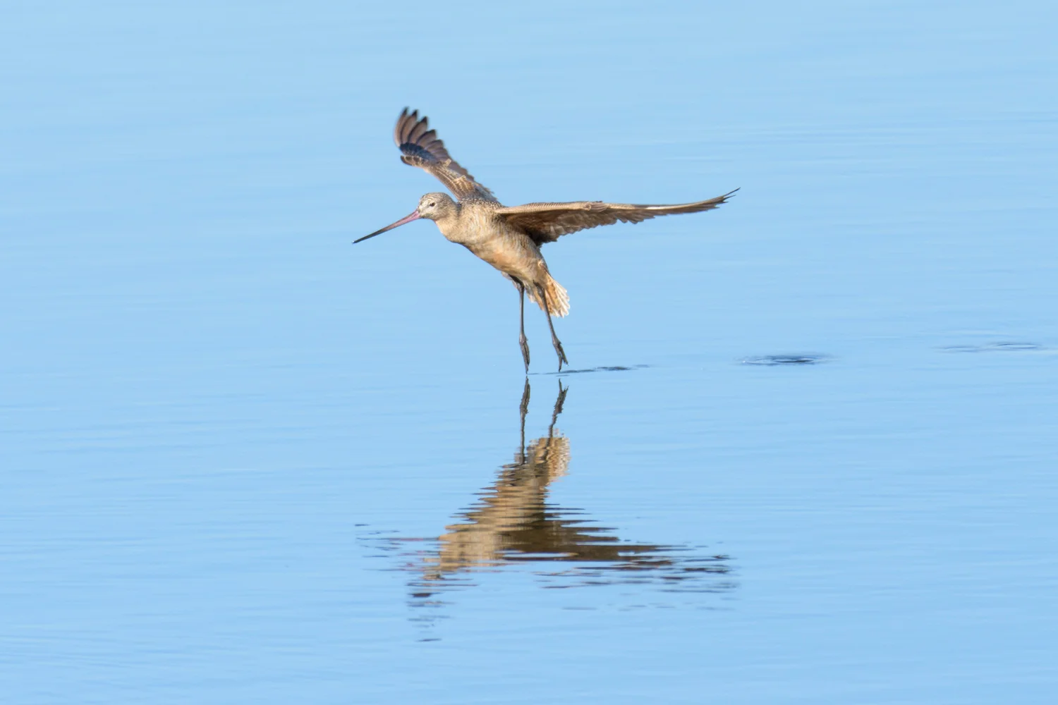 Godwit Landing