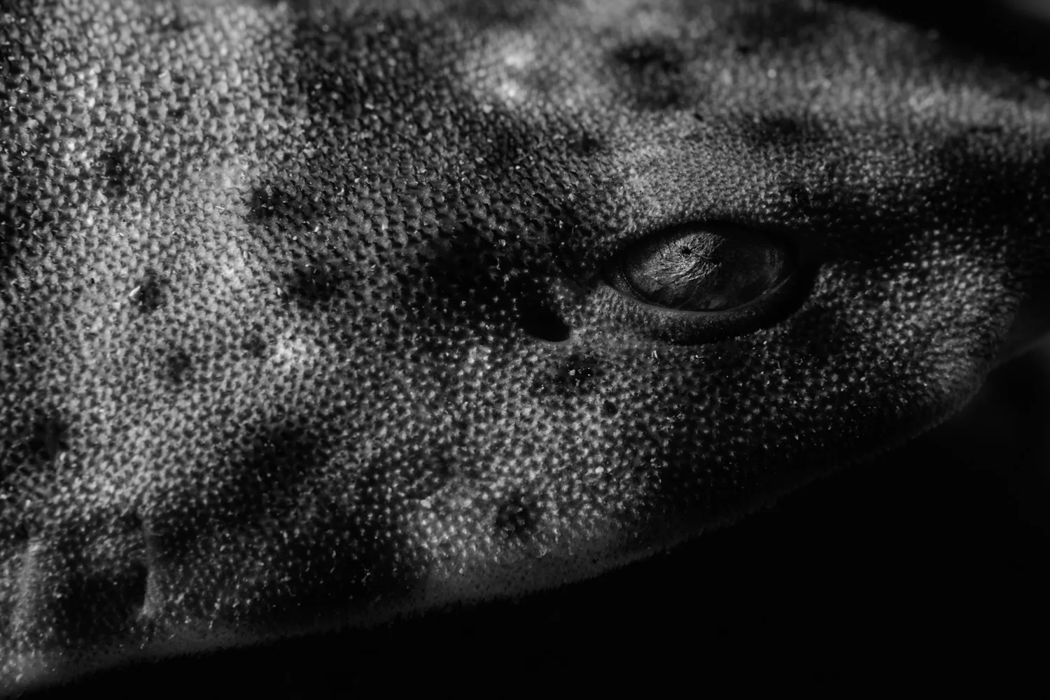 Swell shark. Nikon D850 and Nikon 105mm ƒ/2.8 , Ikelite DS160 strobes . 1/200, ƒ/16, ISO 200.