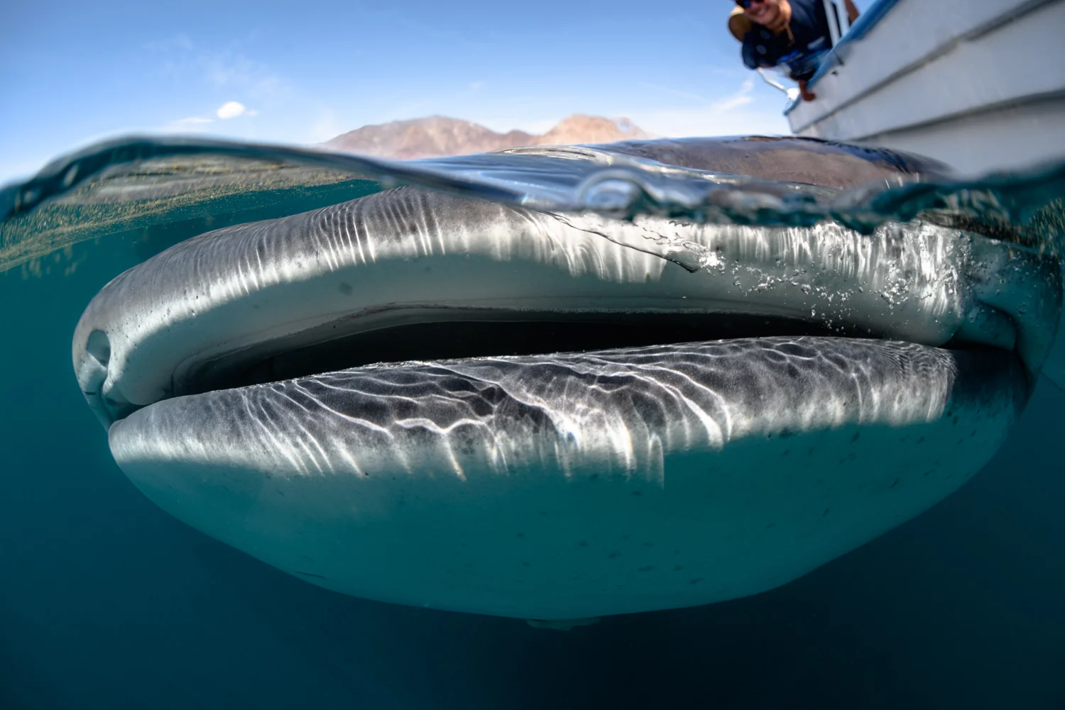 Similar to humpbacks, using strobes to photograph whale sharks is typically not permitted nor effective. As an added bonus, not having strobes greatly reduces your drag in the water and allows you to move more freely to get the best angle. This whale shark in Bahía de los Ángeles, Mexico, came right next to our boat to feast on krill near the surface. Nikon D810 and Sigma 15mm fisheye . 1/400, ƒ/8, (Auto) ISO 180, 0EV.