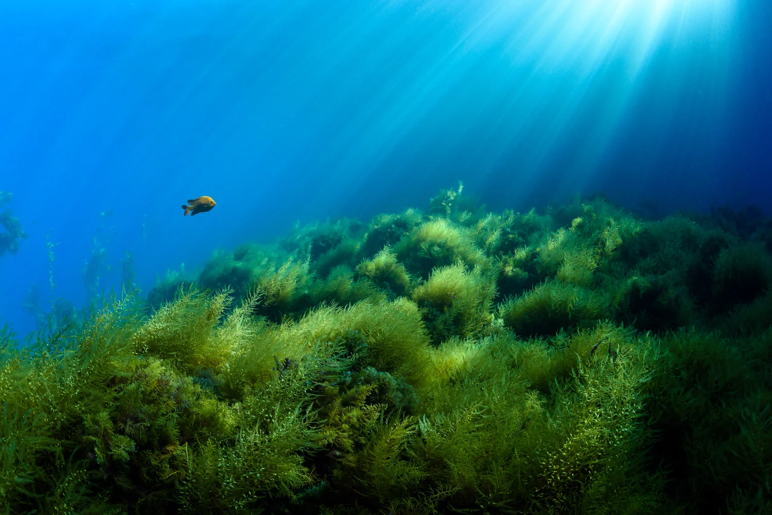 Sunbeams highlight a lone garibaldi along the coast of Catalina Island, California. The use of highlight-priority metering mode helped me create an image that had depth and emphasis on the subject. Nikon D810 and Sigma 15mm fisheye . 1/160, ƒ/9, (Auto) ISO 1000, 0EV.