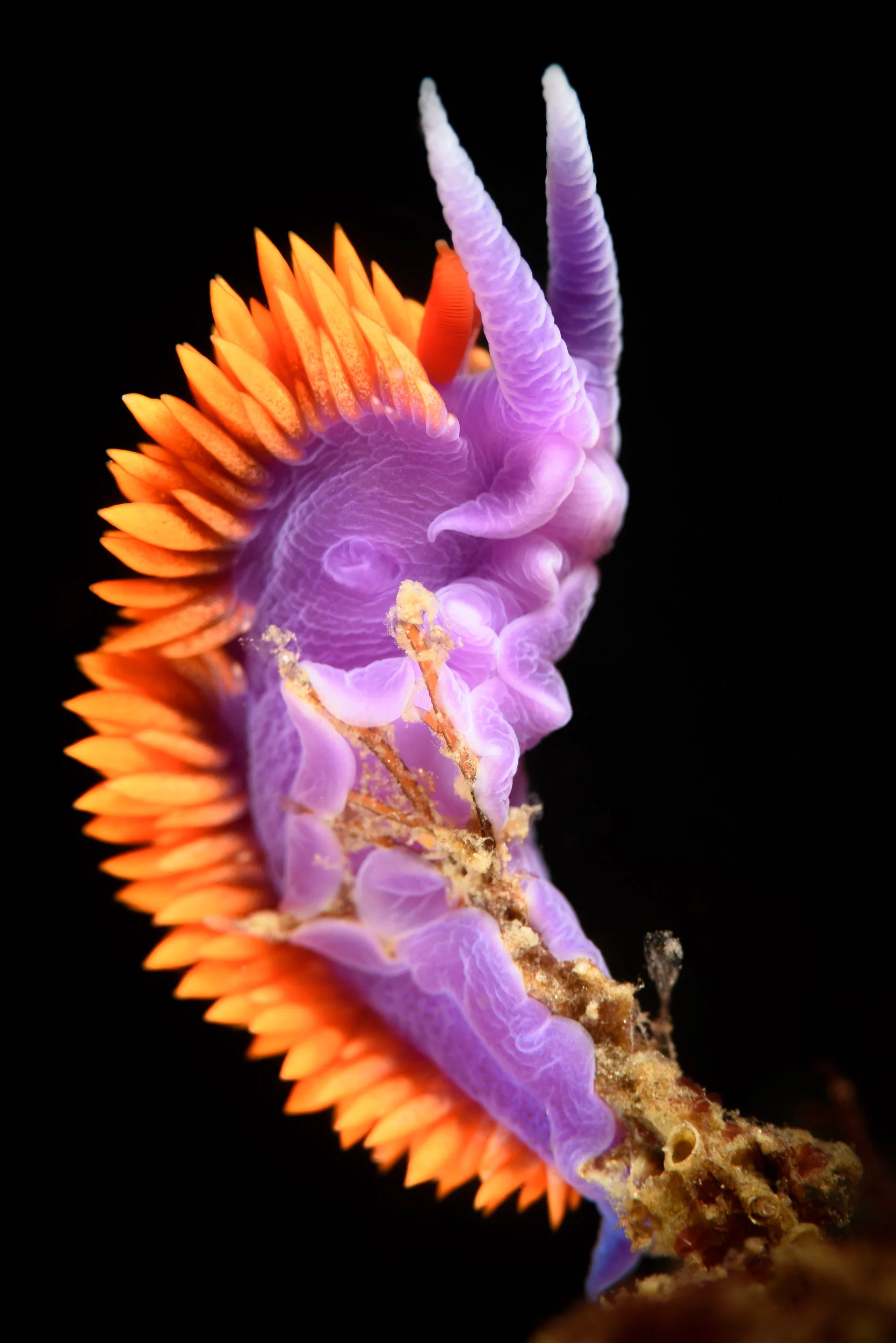 Not all subjects deserve a horizontal composition. As a matter of fact, nearly 60% of all the images I have made underwater are vertical/portrait. This Spanish shawl nudibranch (Flabellinopsis iodinea) filled the frame nicely when I simply changed the orientation of my camera. Nikon D810 , Nikon 105mm macro lens , dual Ikelite DS160 strobes . 1/200, ƒ/14, ISO 250.