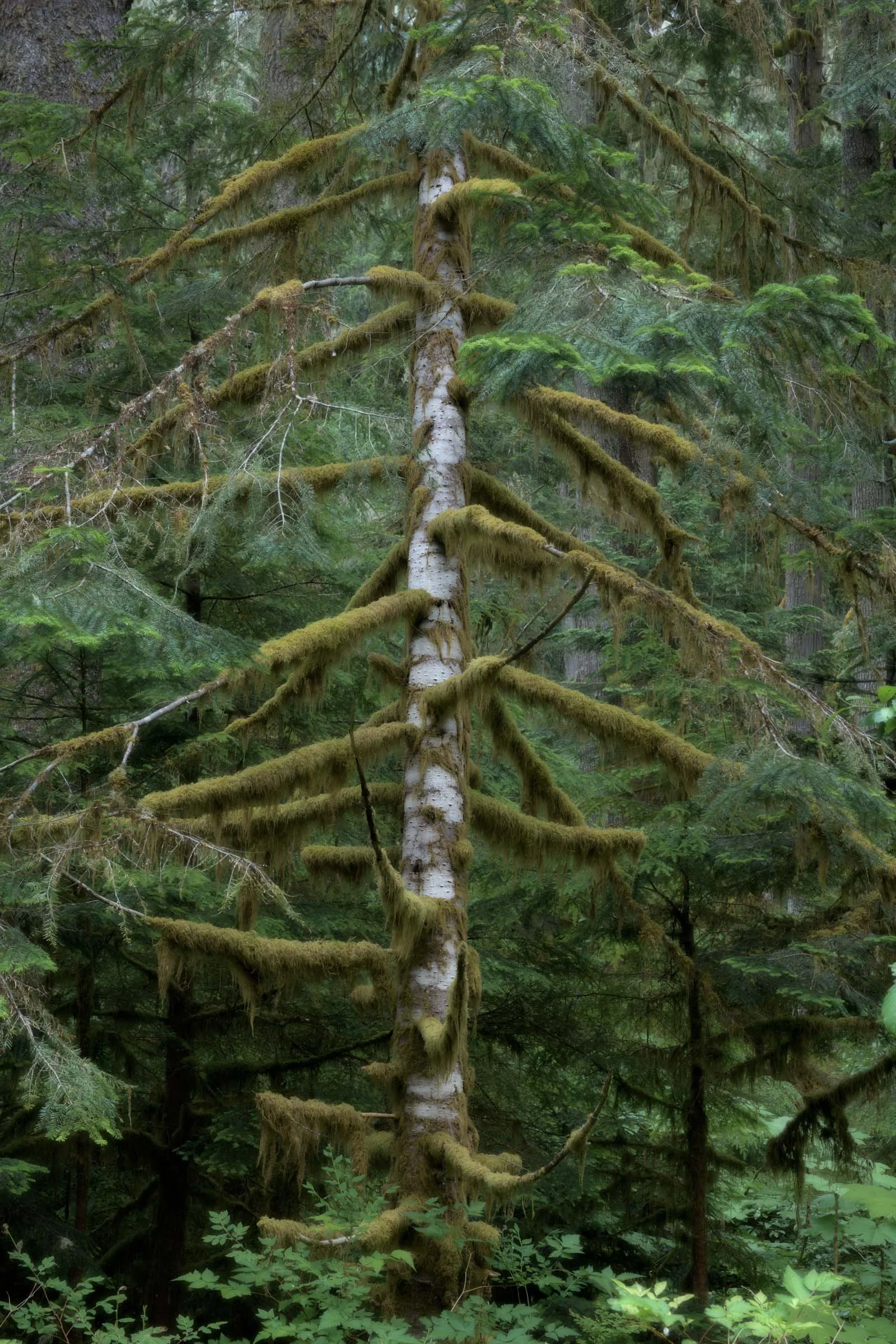 White Birch