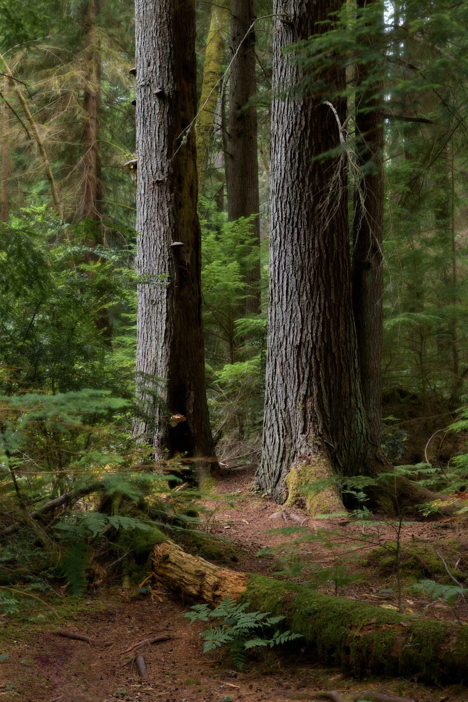 Western Hemlock