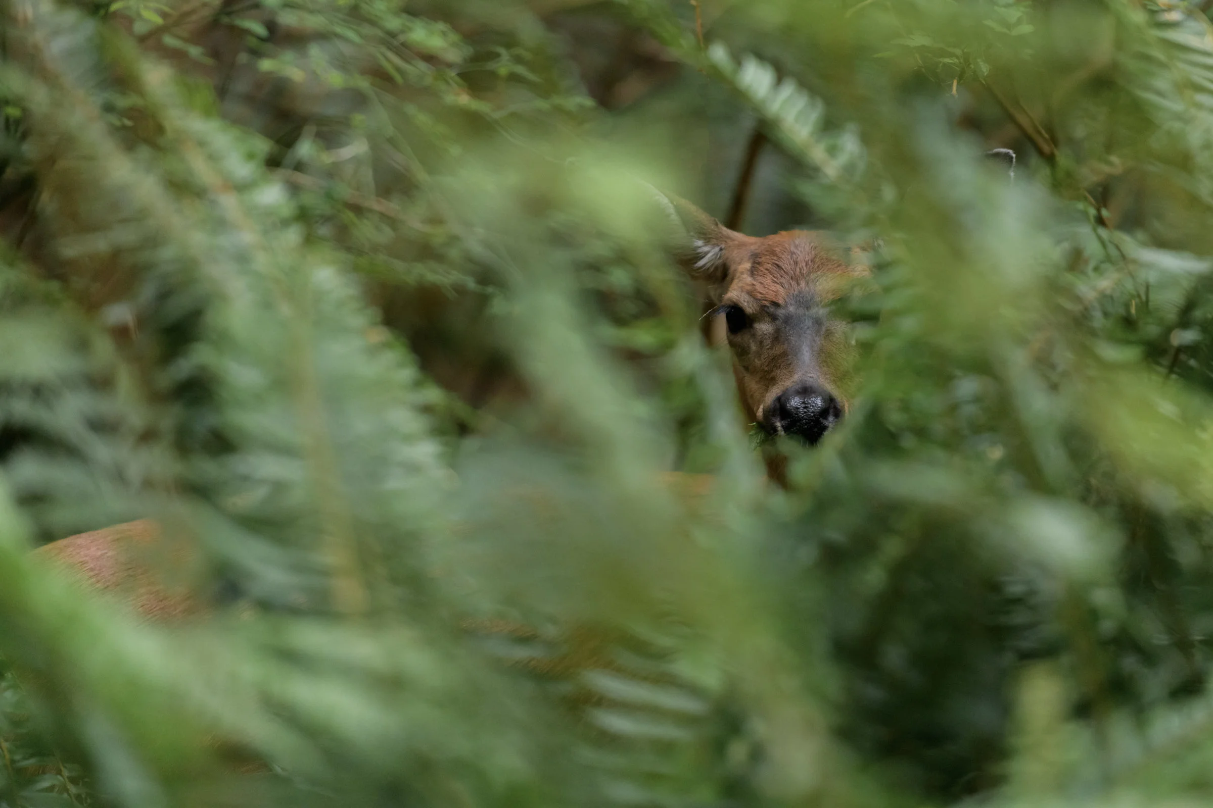 Hide-n-Seek