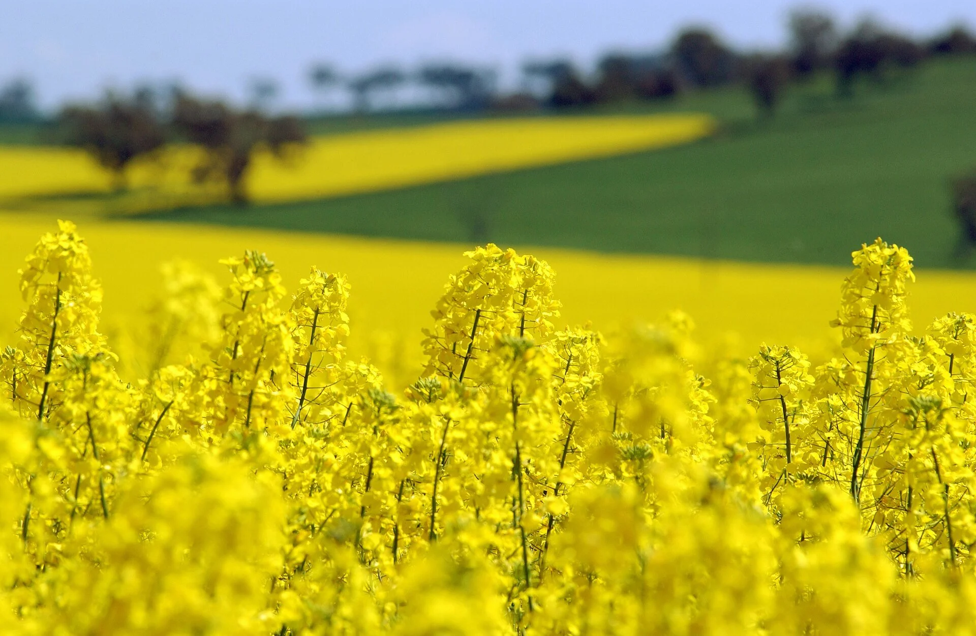 Food Self-Sufficiency in Canada