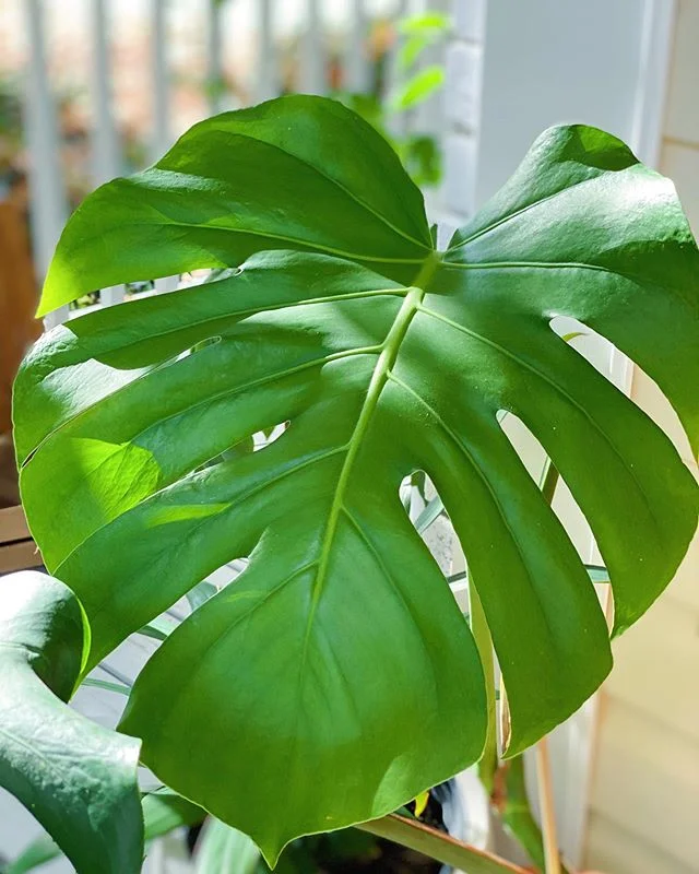Happy Monstera Monday! Raise your hand 🙋🏽&zwj;♂️if you would be interested in a Monstera 🌱give away... we currently have a few extra babies from cuttings. Leave us a comment and let us know 🧐

#figandrhubarb #urbanjungle #monsteramonday #plants #