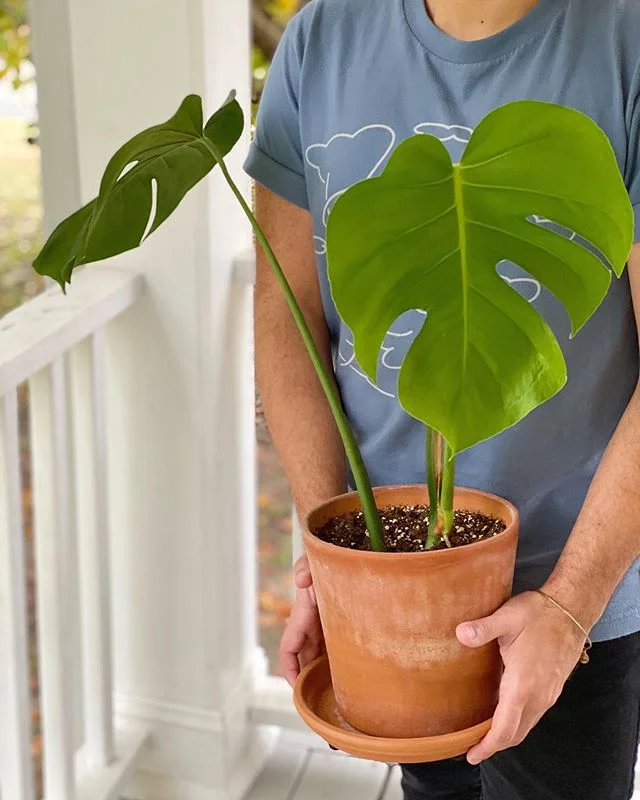 We heard you and here it is officially&hellip; ✨PLANT GIVEAWAY!! 🌿Enter to win a MONSTERA DELICIOSA 🌱To enter, here are the rules:

1. If you aren&rsquo;t already, follow us at @figandrhubarb
2. Leave a comment and tag a friend

Winner will be anno