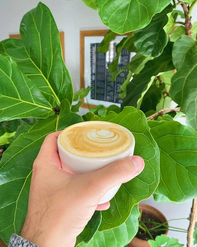 Happy Saturday, friends! Hope you&rsquo;re staying warm and cozy like we are today. 😊 ☕️ #figandrhubarb #latte #coffee #fiddleleaffig #plants #plantas #urbanjungle #interiors #sweaterweather #cuddleweather