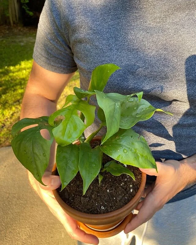 First post of 2020! ✨ Today we welcomed our new family member. We have been interested in getting a Rhaphidophora tetrasperma 🌱for some time and we are excited to finally have one of our own. Thank you @piep.co for making our dream come true!

#rhap