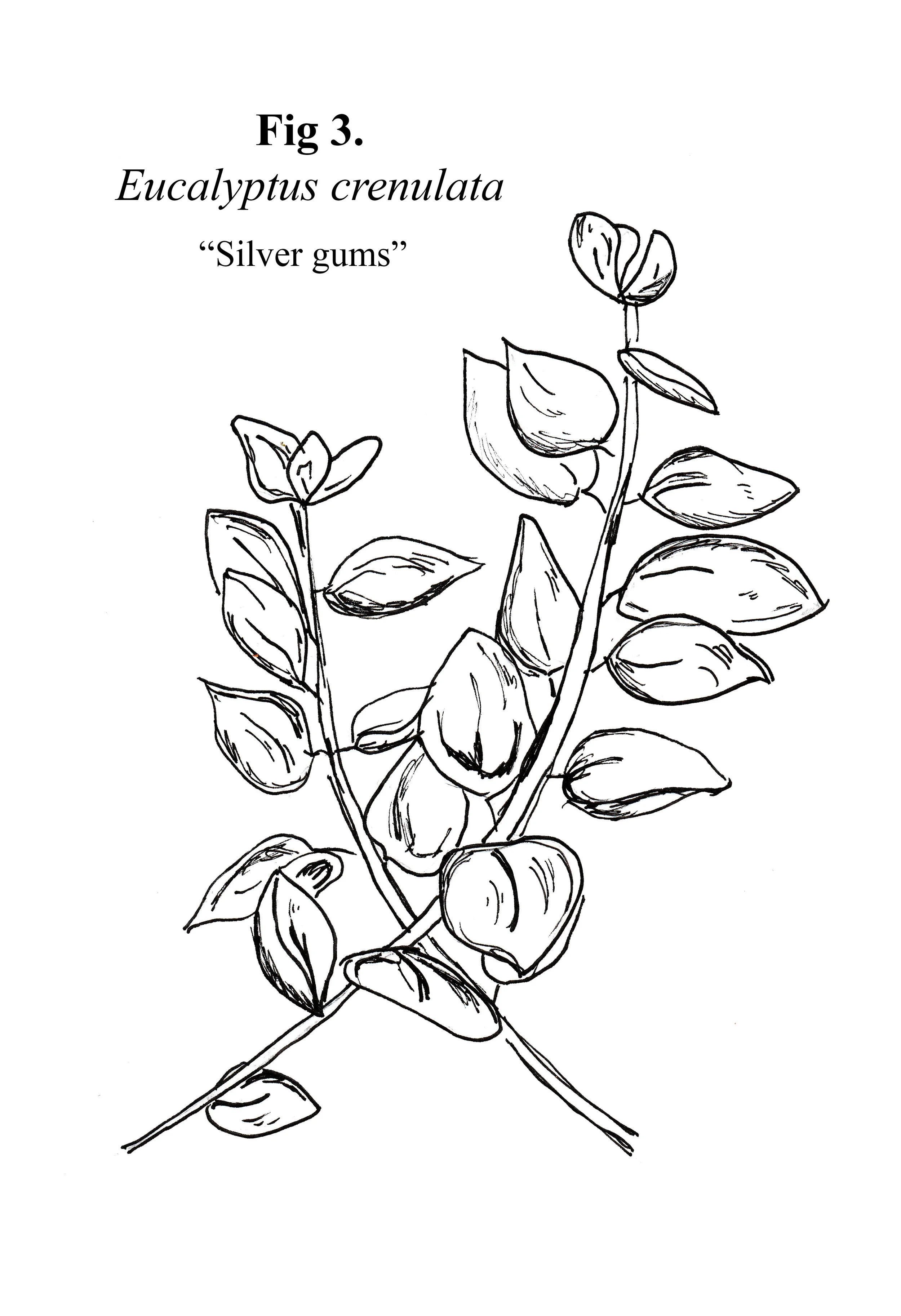 Botanical Illustrations 2018