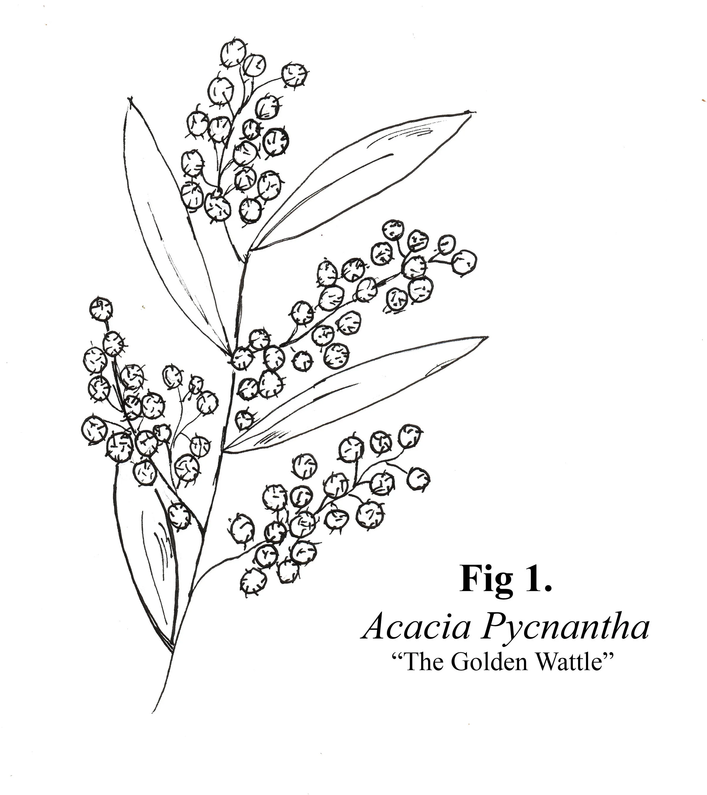 Botanical Illustrations 2018
