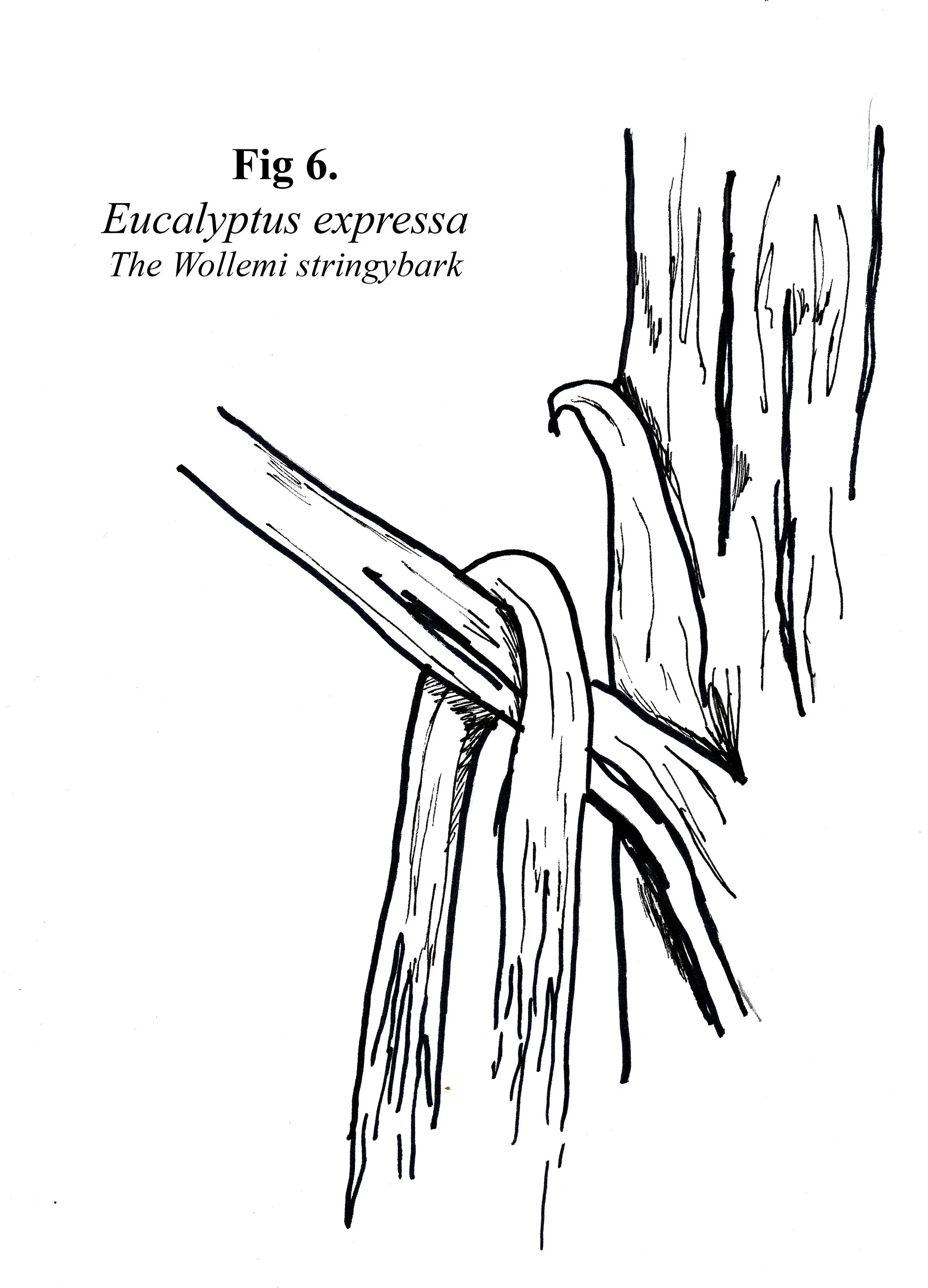 Botanical Illustrations 2018