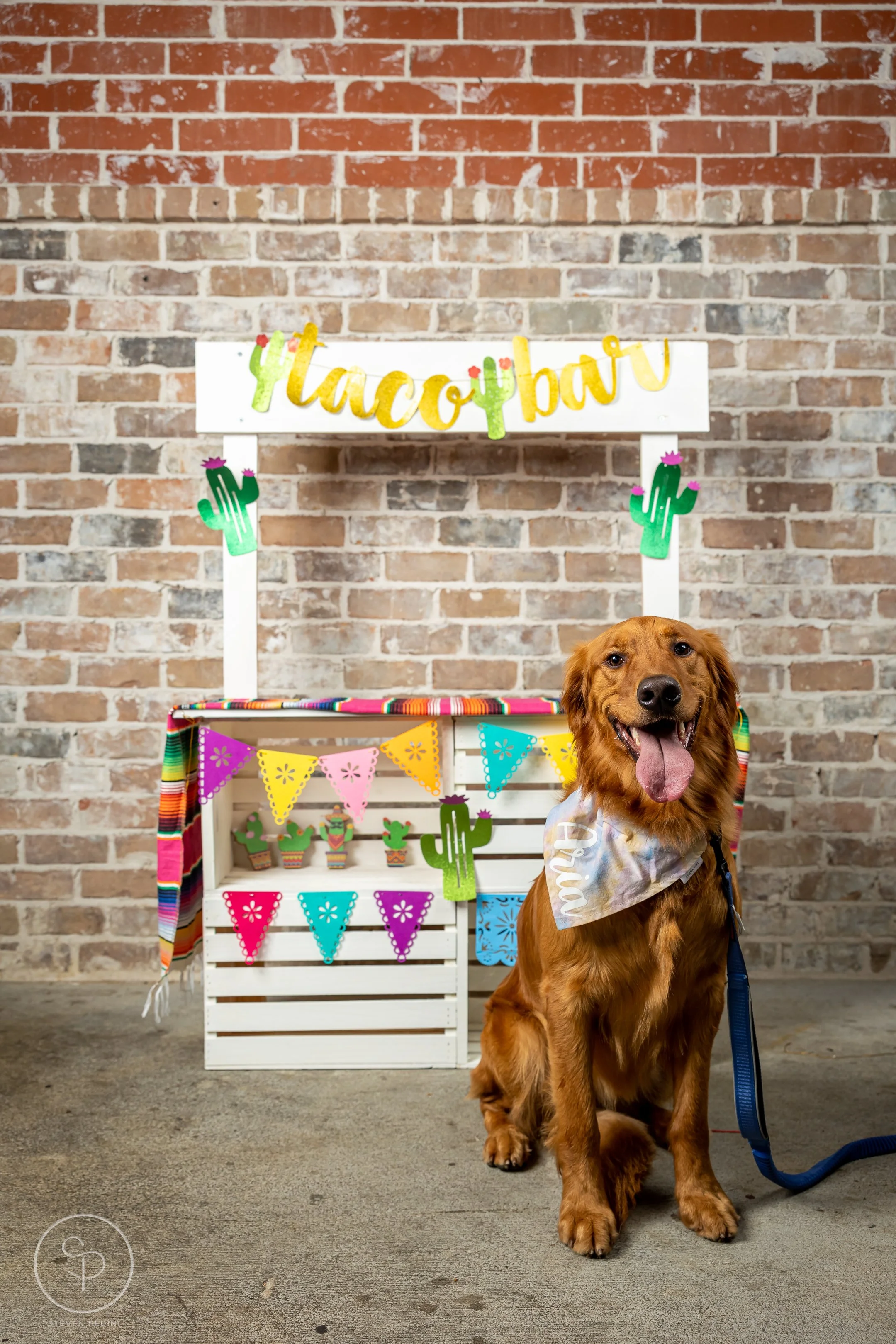 StevenPediniPhotography-CincoDeDoggo-2023-Houston-Texas-BayouHeightsBiergarten-9.jpg