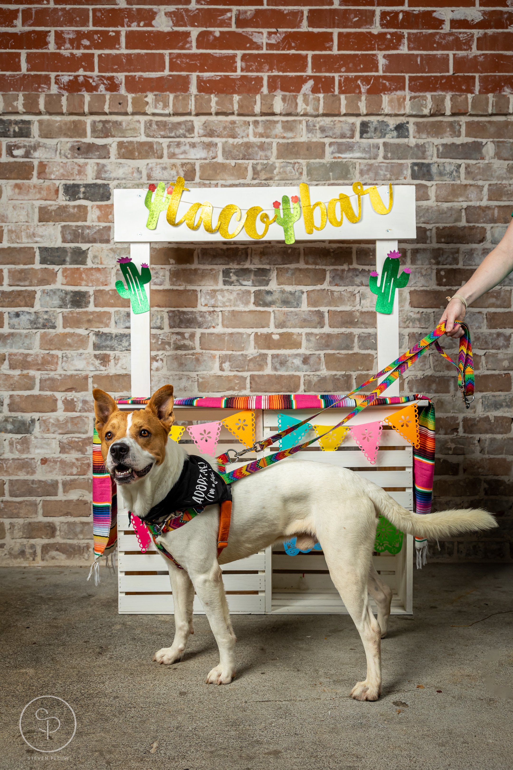 StevenPediniPhotography-CincoDeDoggo-2023-Houston-Texas-BayouHeightsBiergarten-17.jpg