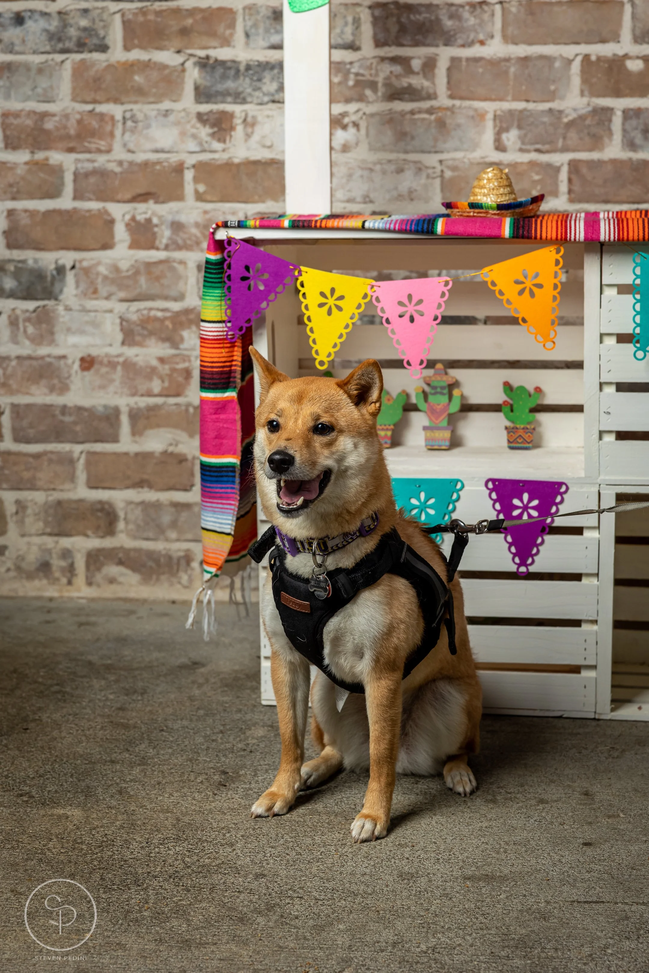 StevenPediniPhotography-CincoDeDoggo-2023-Houston-Texas-BayouHeightsBiergarten-27.jpg