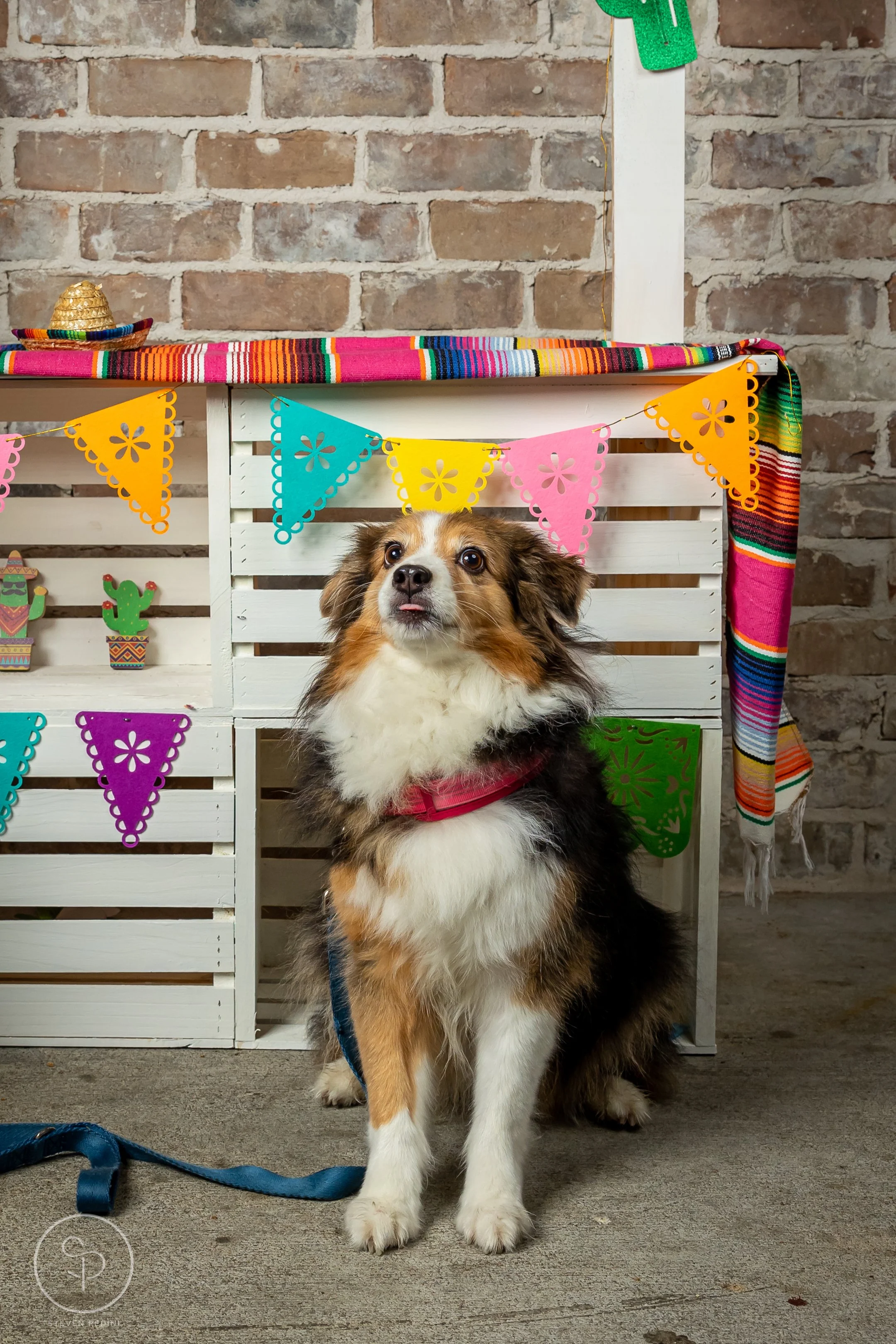 StevenPediniPhotography-CincoDeDoggo-2023-Houston-Texas-BayouHeightsBiergarten-28.jpg