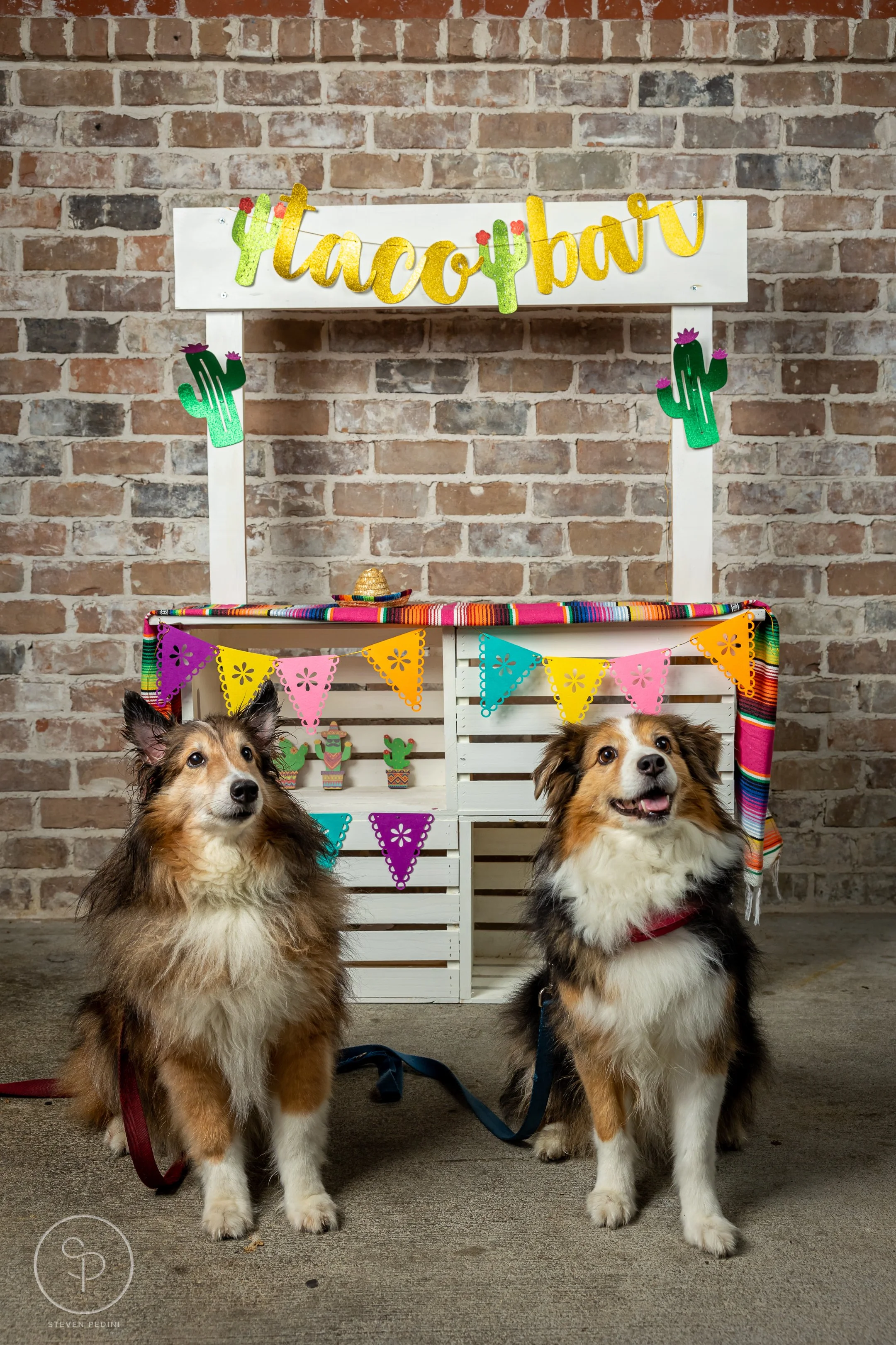 StevenPediniPhotography-CincoDeDoggo-2023-Houston-Texas-BayouHeightsBiergarten-29.jpg