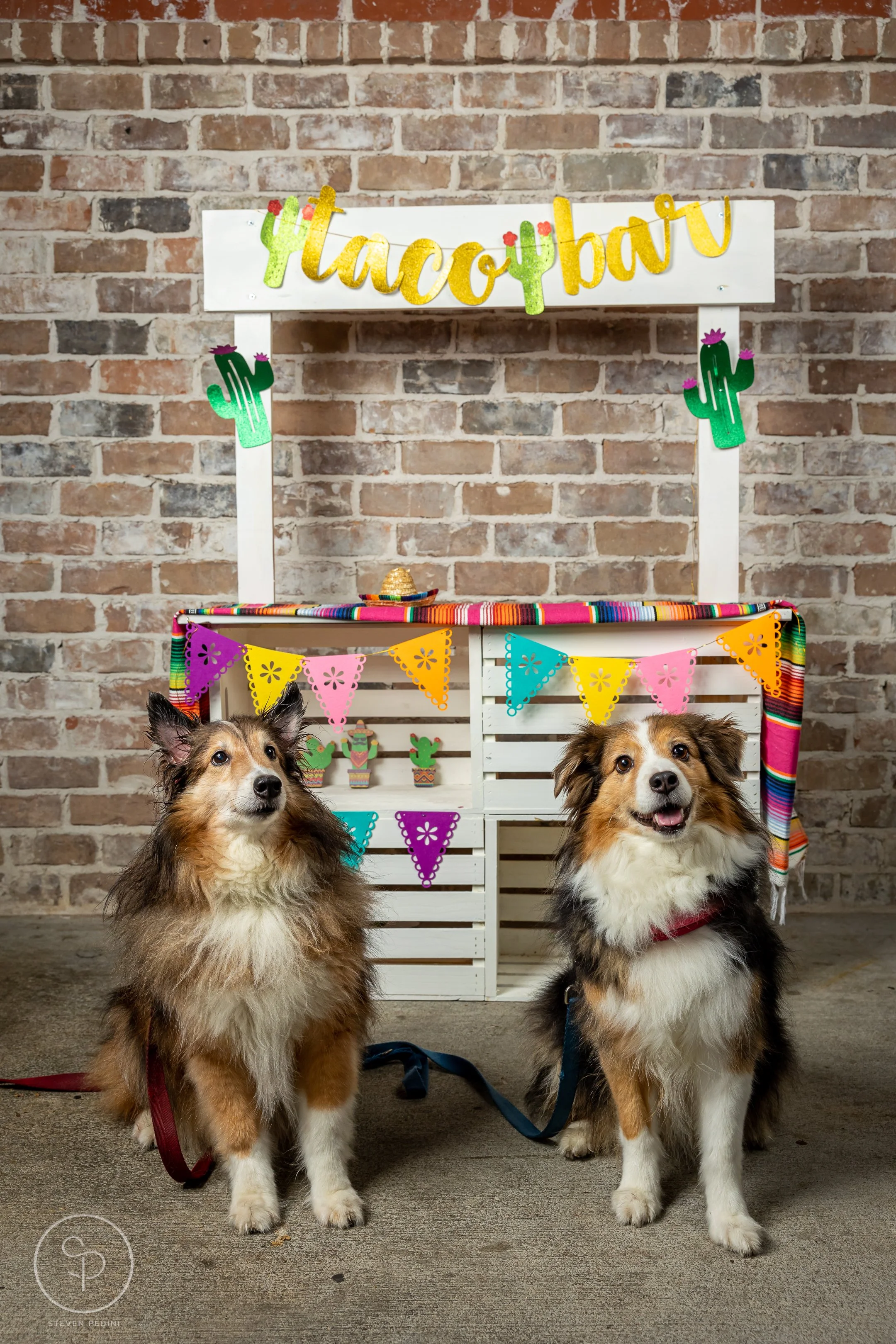 StevenPediniPhotography-CincoDeDoggo-2023-Houston-Texas-BayouHeightsBiergarten-30.jpg