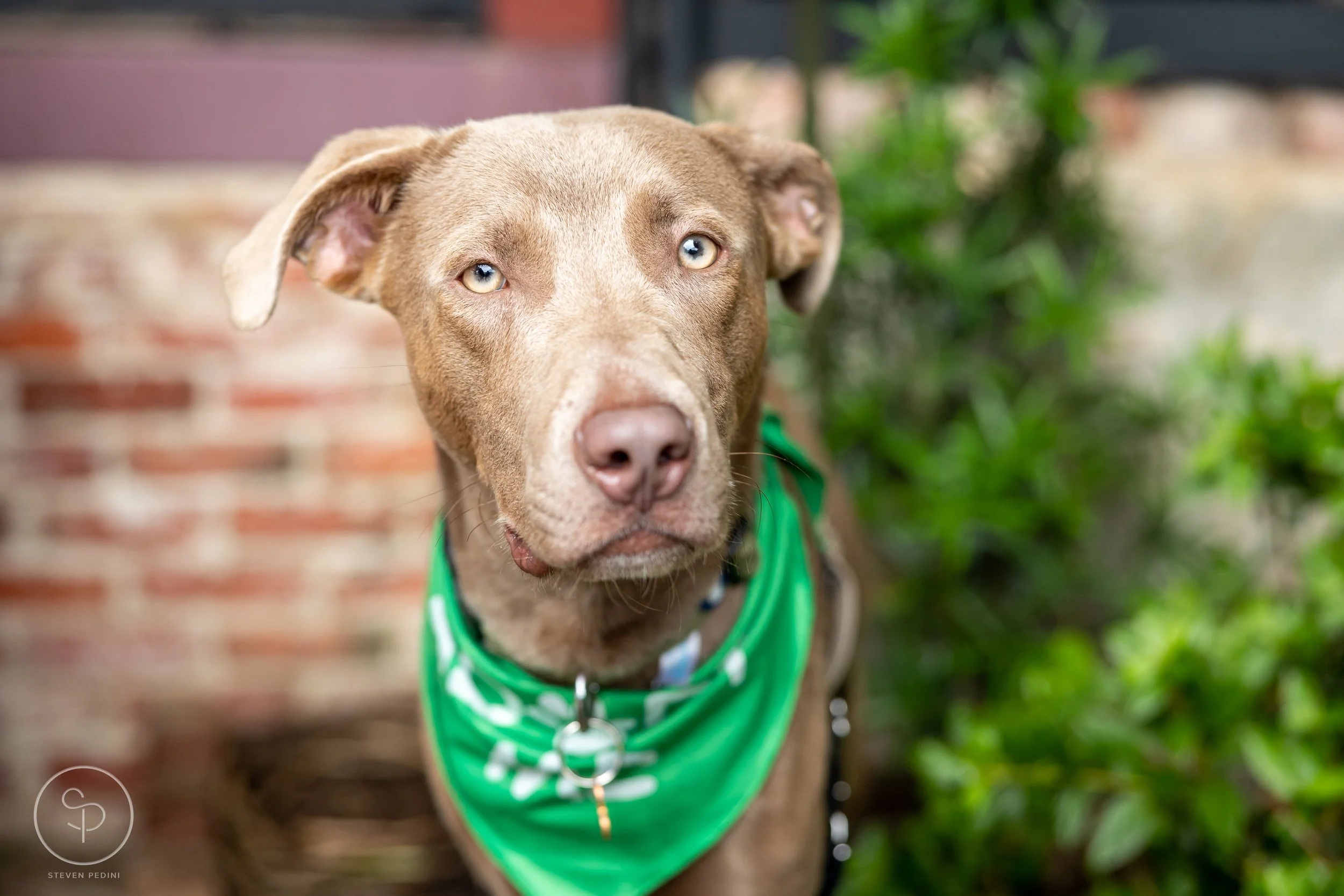 StevenPediniPhotography-CincoDeDoggo-2023-Houston-Texas-BayouHeightsBiergarten-36.jpg