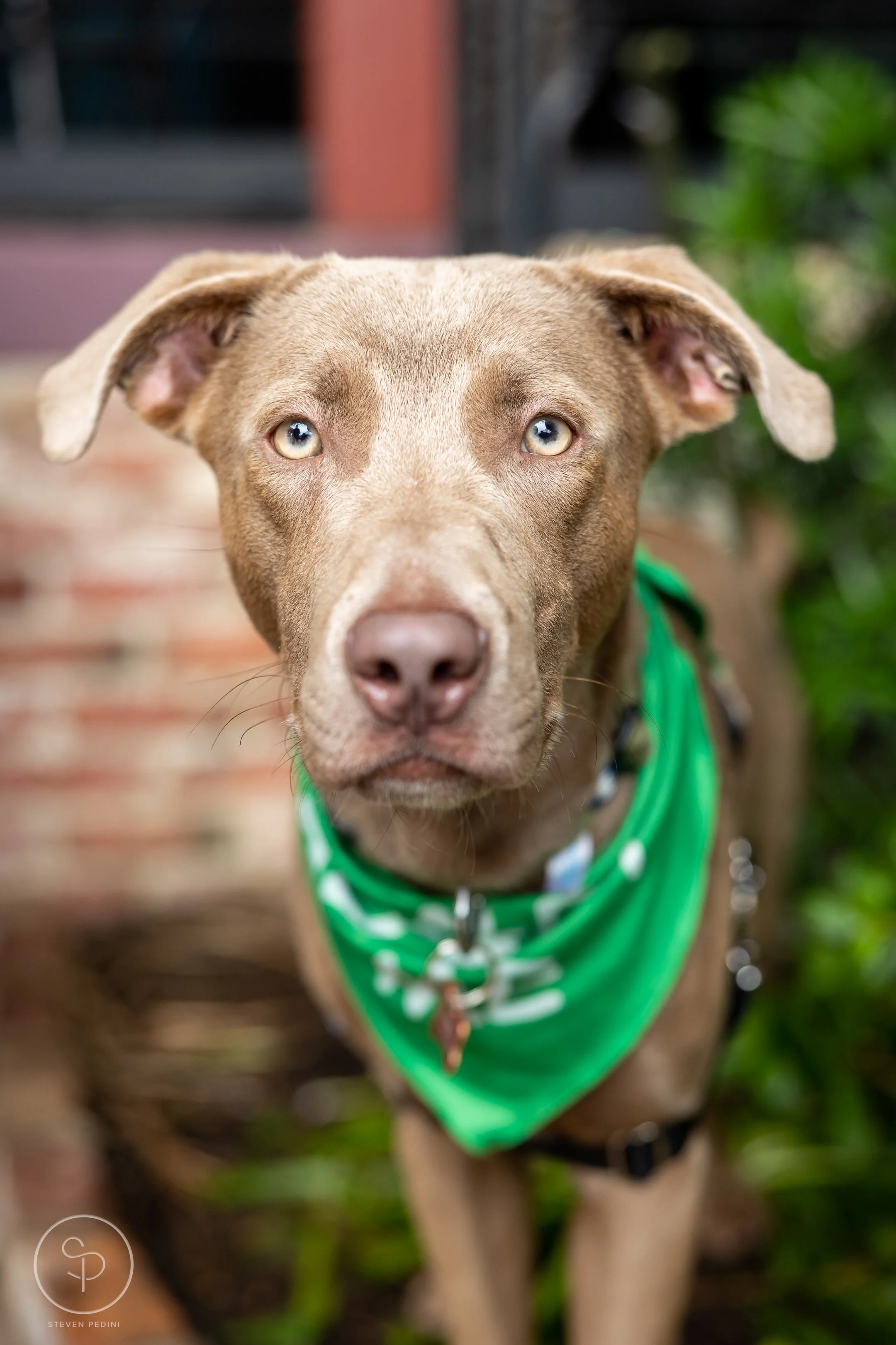 StevenPediniPhotography-CincoDeDoggo-2023-Houston-Texas-BayouHeightsBiergarten-37.jpg