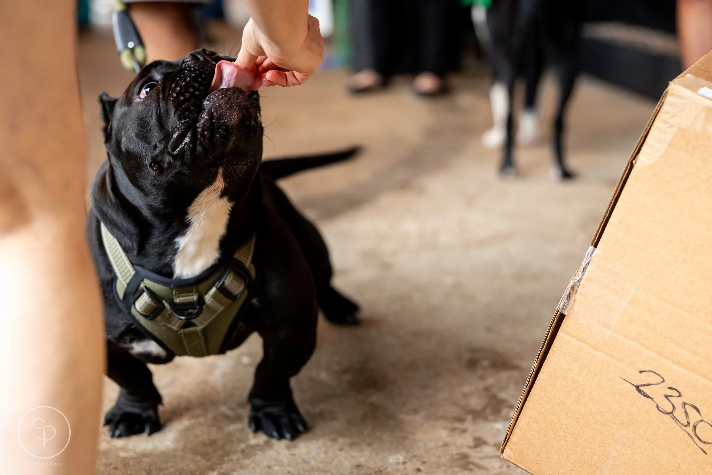 StevenPediniPhotography-CincoDeDoggo-2023-Houston-Texas-BayouHeightsBiergarten-38.jpg