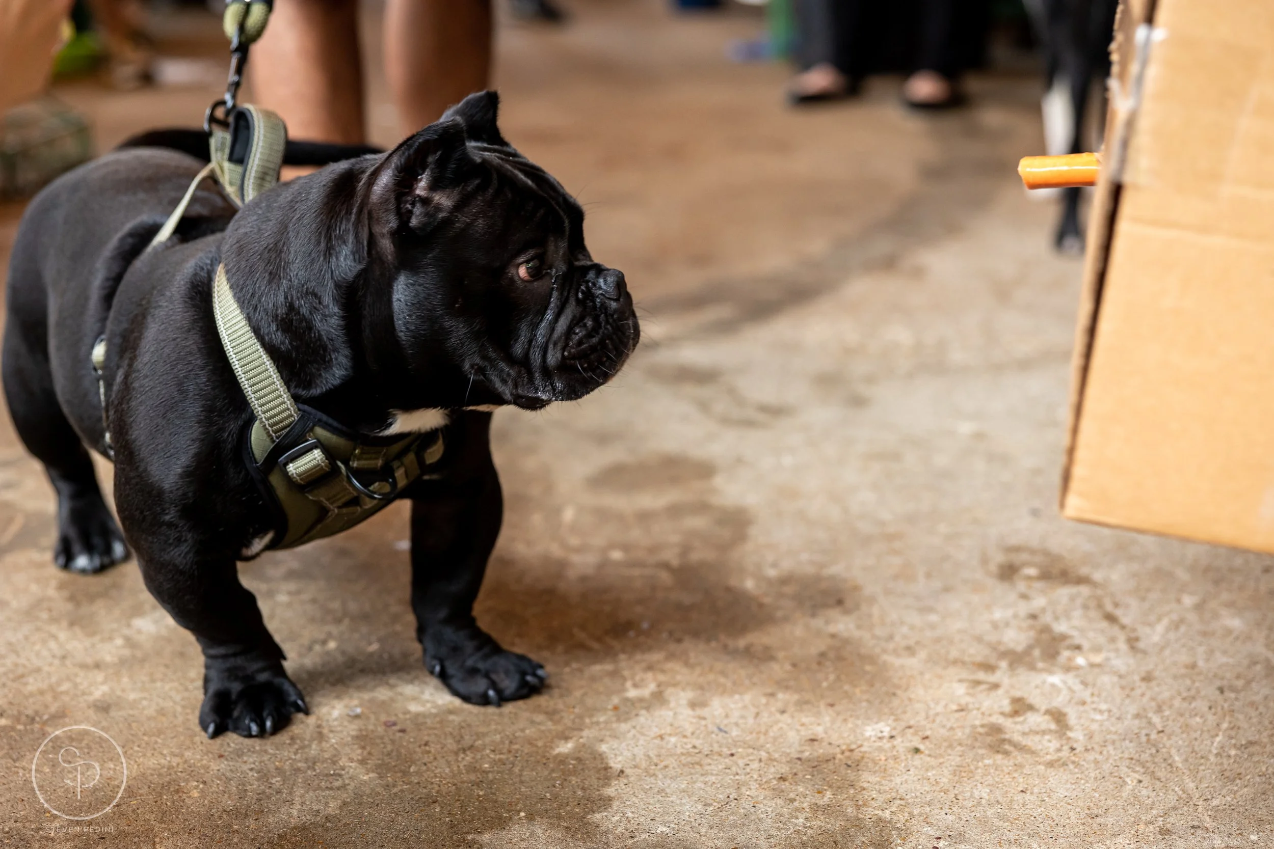 StevenPediniPhotography-CincoDeDoggo-2023-Houston-Texas-BayouHeightsBiergarten-39.jpg