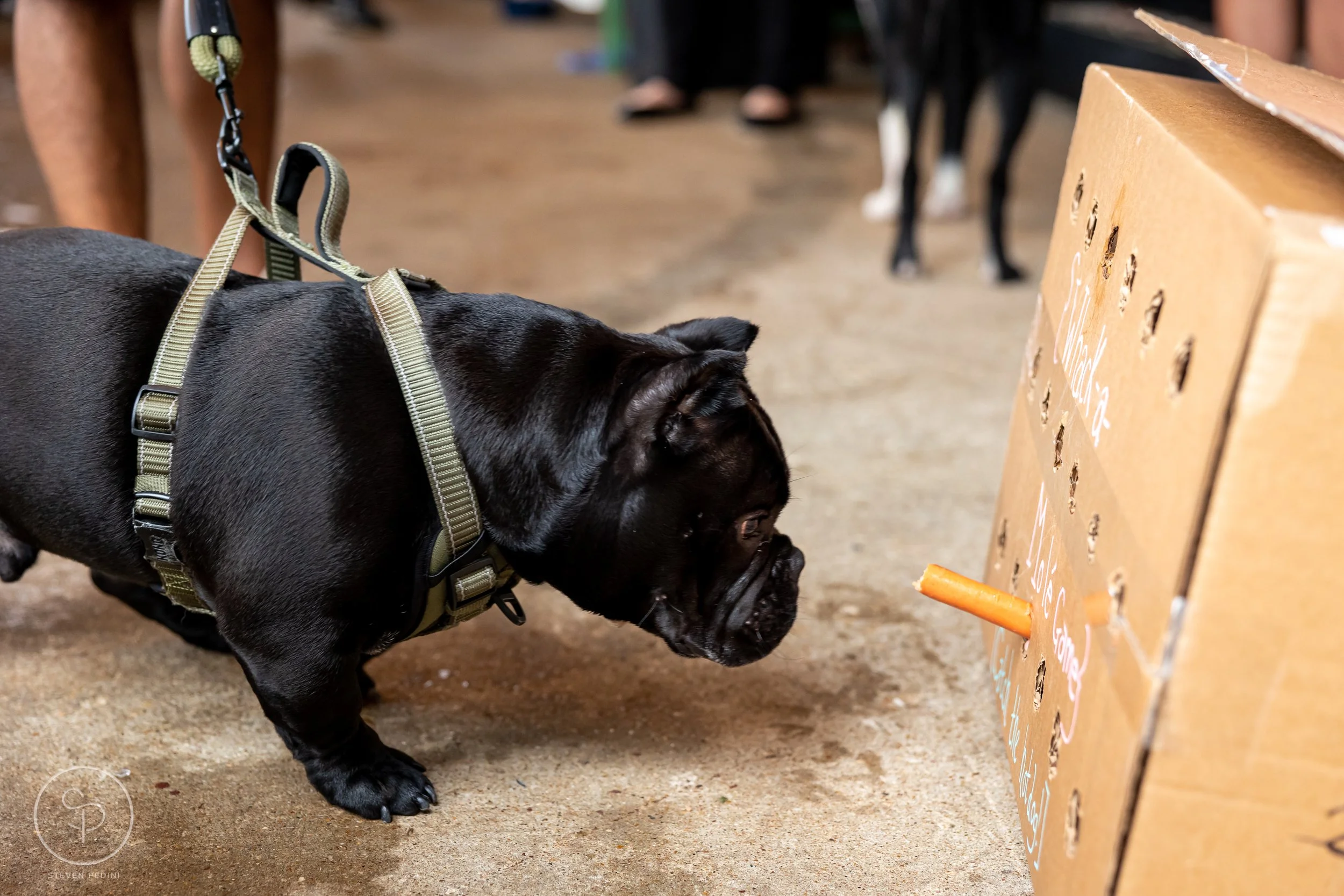 StevenPediniPhotography-CincoDeDoggo-2023-Houston-Texas-BayouHeightsBiergarten-40.jpg