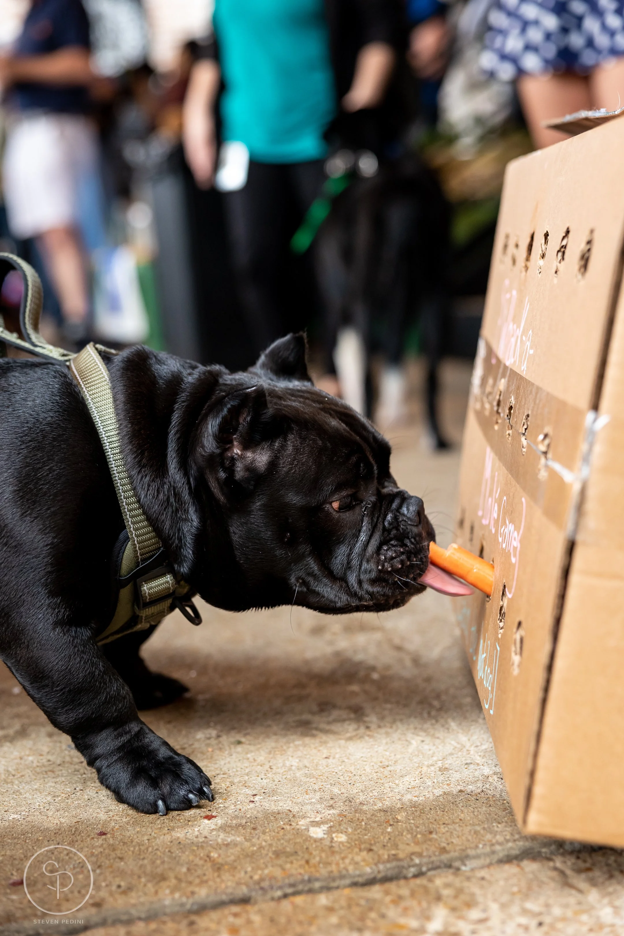 StevenPediniPhotography-CincoDeDoggo-2023-Houston-Texas-BayouHeightsBiergarten-42.jpg