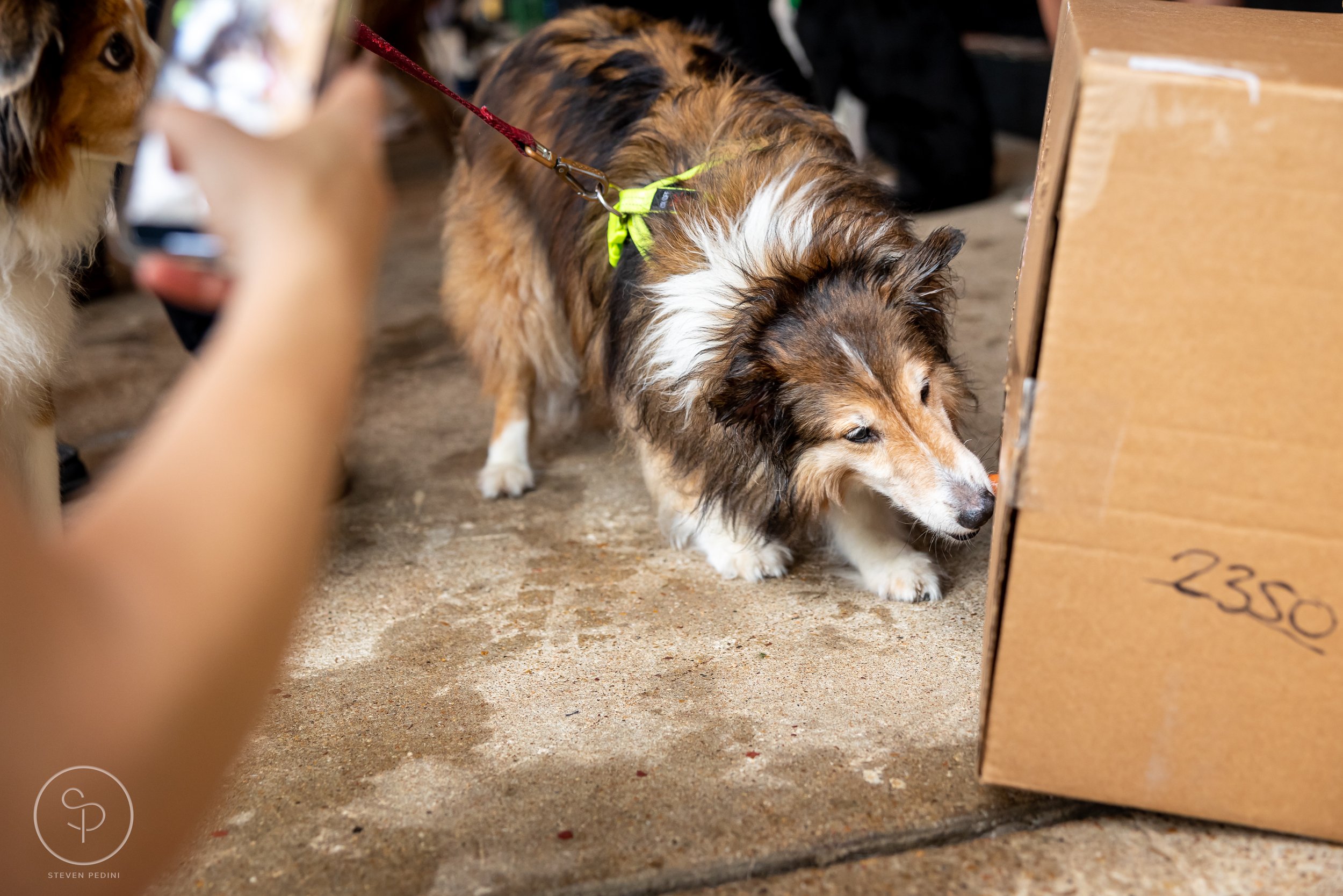 StevenPediniPhotography-CincoDeDoggo-2023-Houston-Texas-BayouHeightsBiergarten-45.jpg