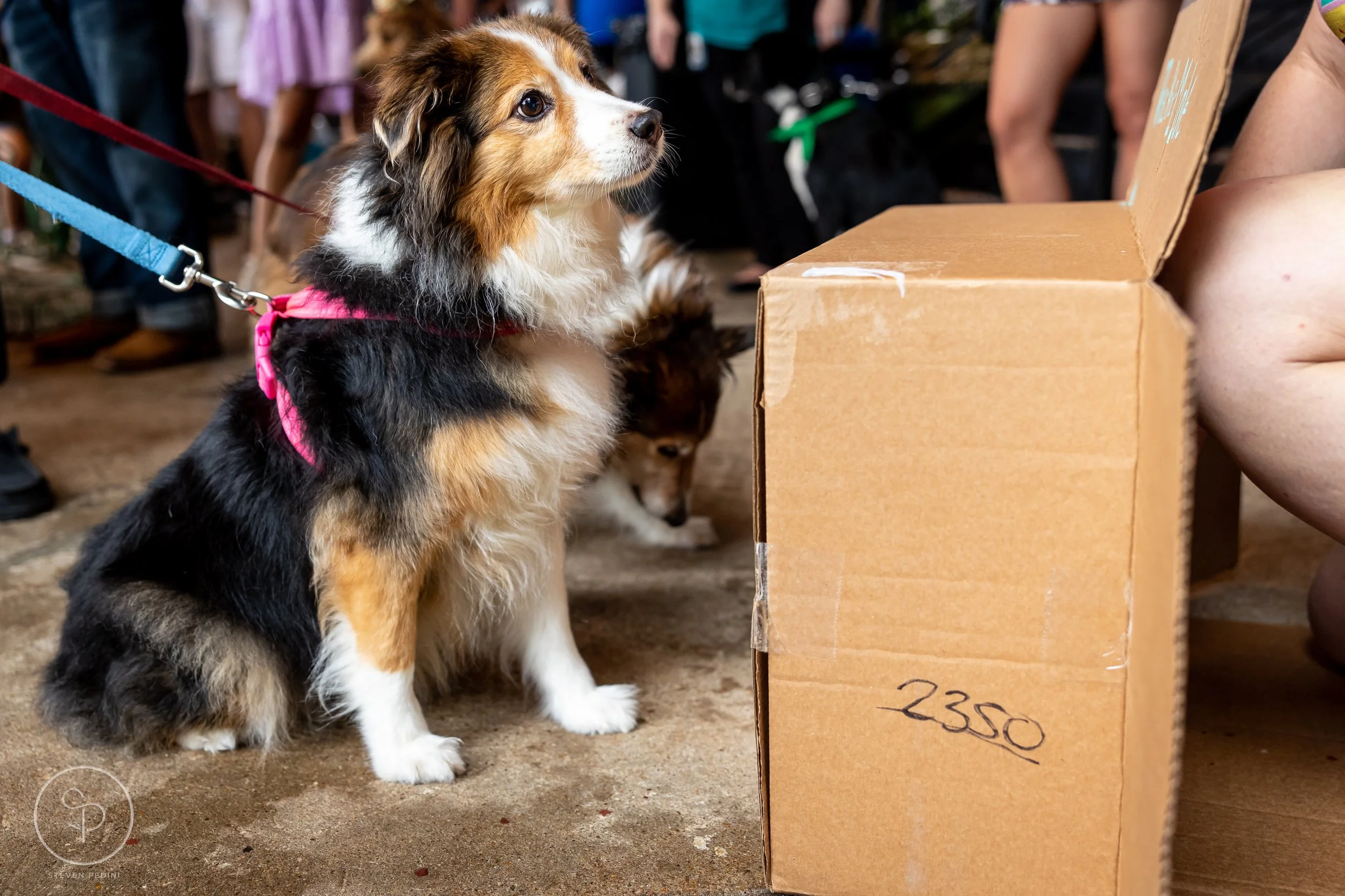 StevenPediniPhotography-CincoDeDoggo-2023-Houston-Texas-BayouHeightsBiergarten-46.jpg