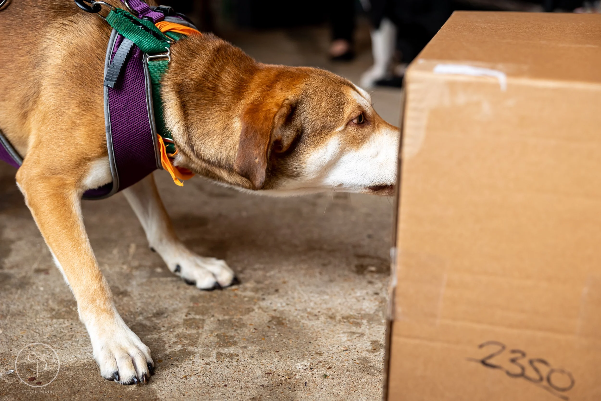 StevenPediniPhotography-CincoDeDoggo-2023-Houston-Texas-BayouHeightsBiergarten-49.jpg